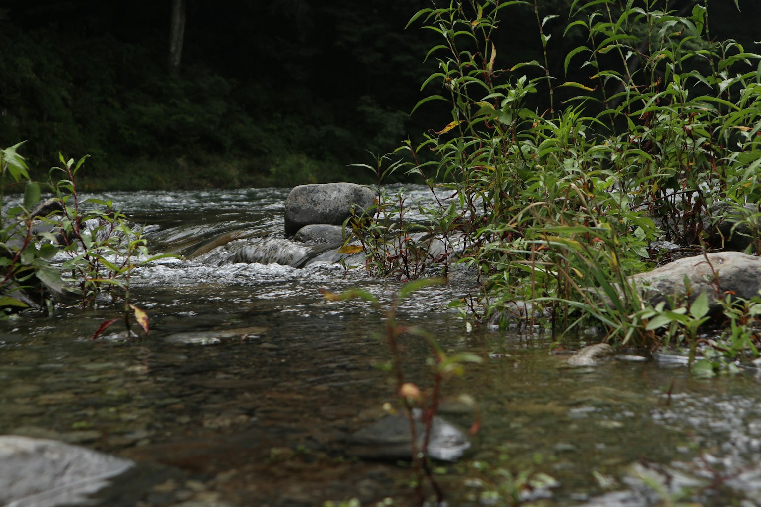 Une scène tranquille avec des plantes vertes et des rochers près d'une rivière