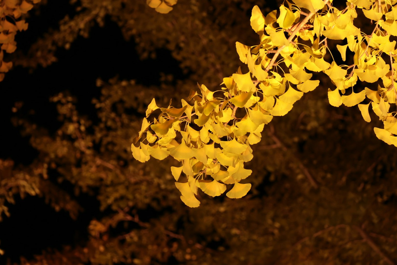 Foglie di ginkgo gialle illuminate su sfondo scuro
