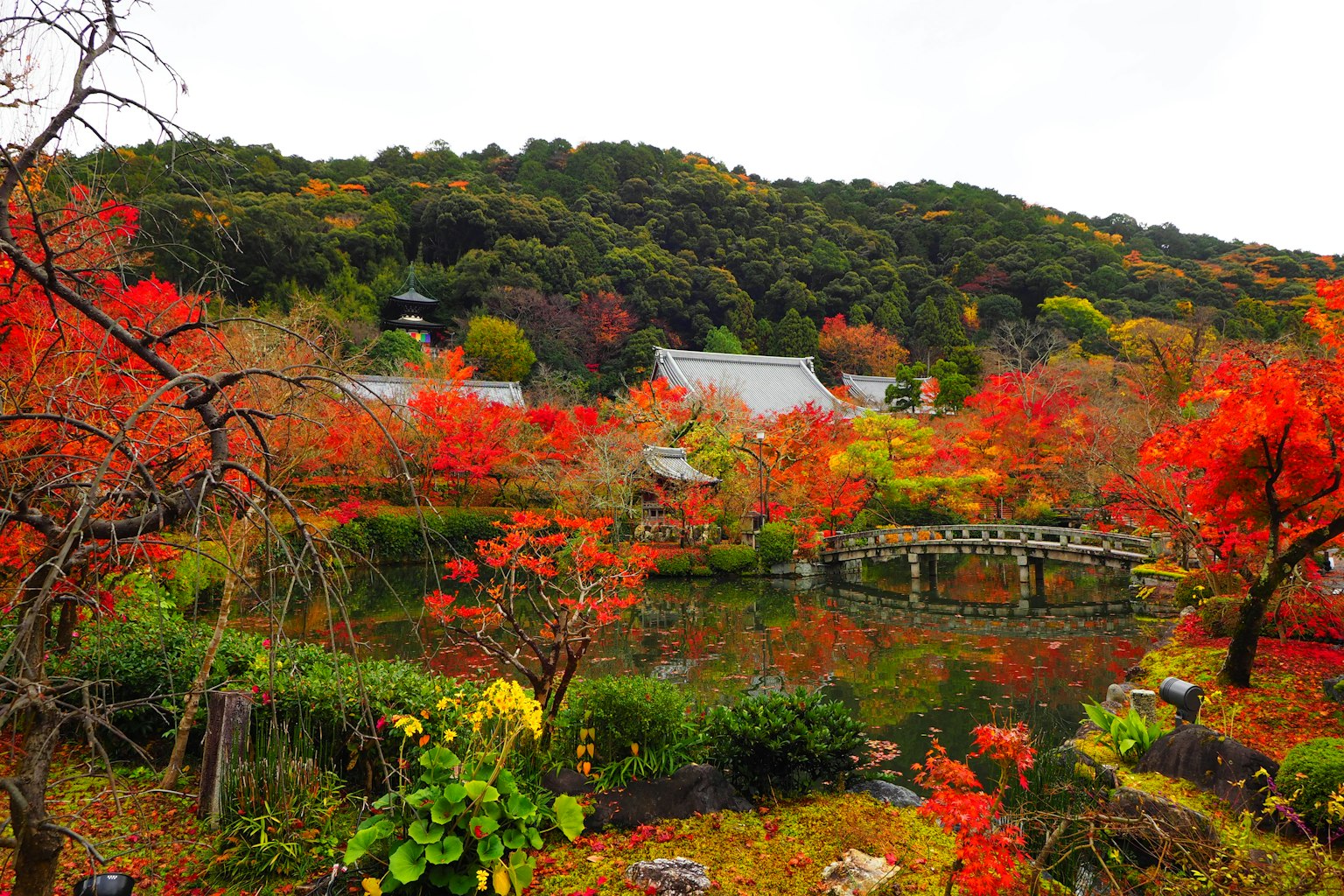 Bella scena di giardino con fogliame autunnale e stagno