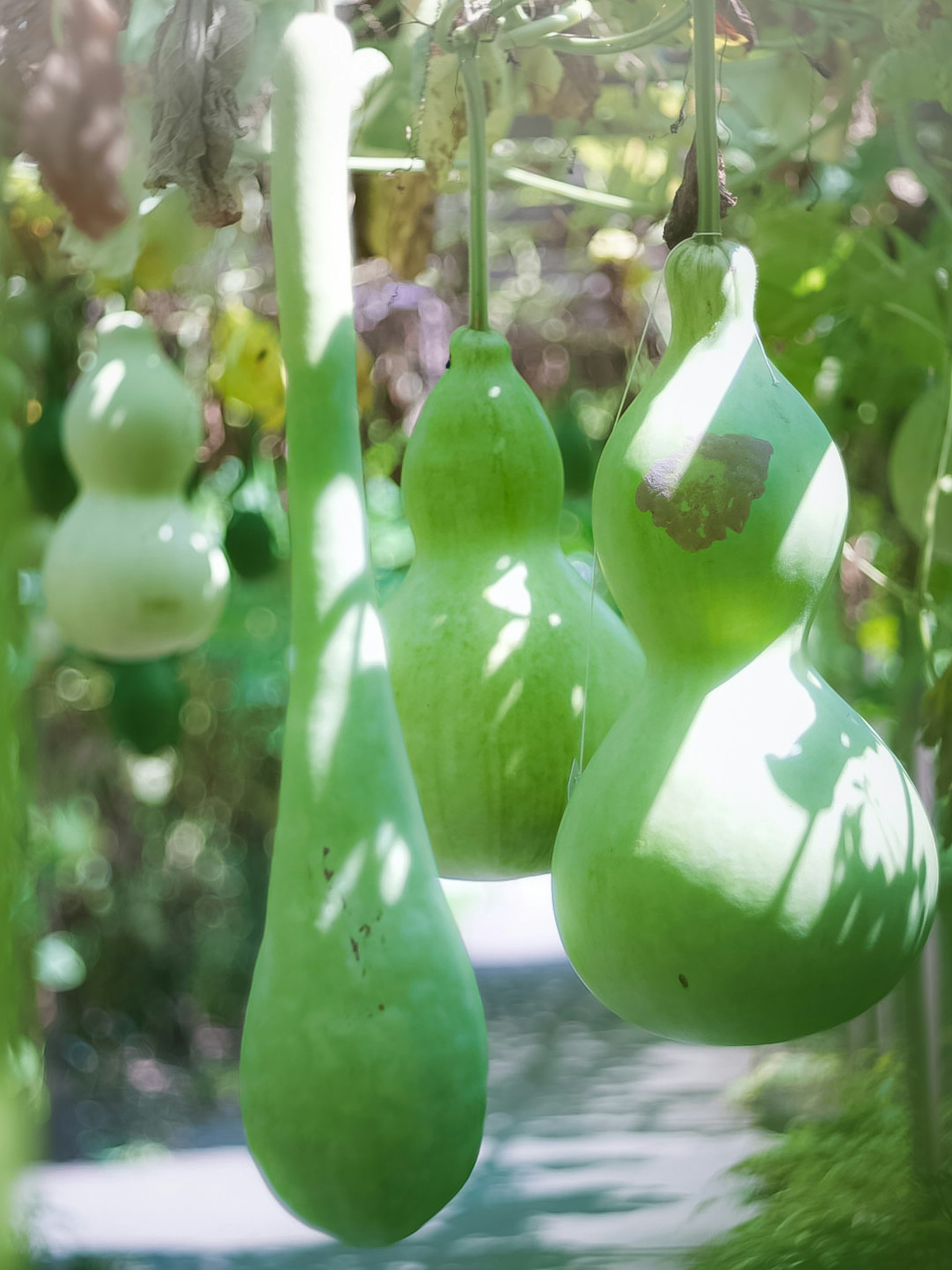 Cucurbitacee verdi appese in un giardino