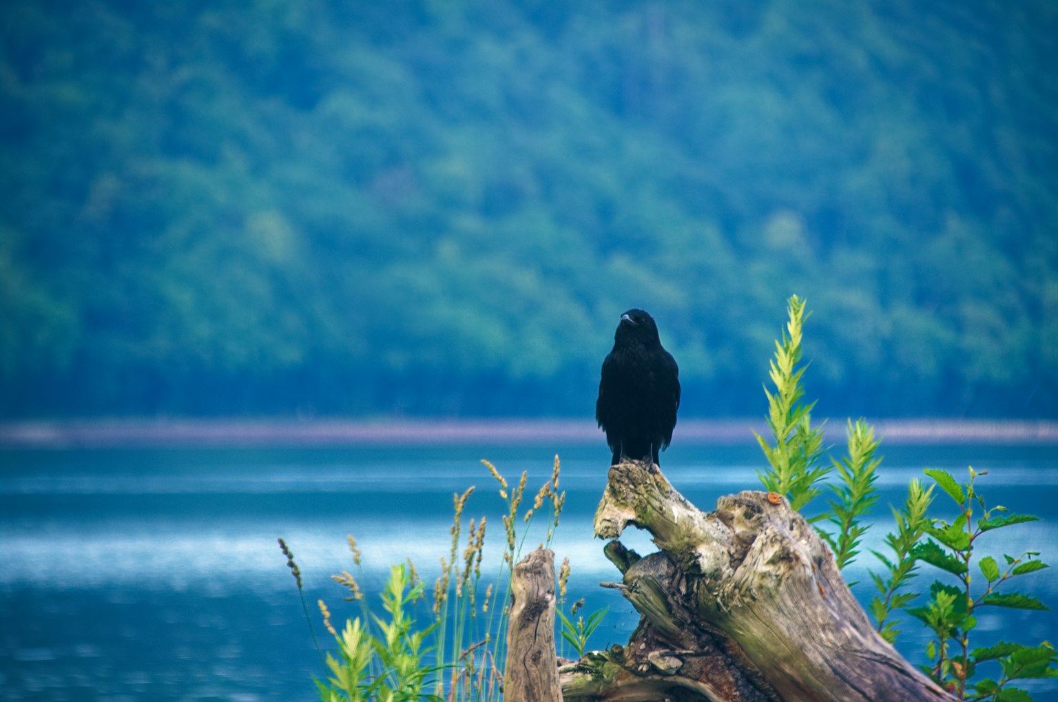 Uccello nero appollaiato su un tronco vicino a un lago con vegetazione verde