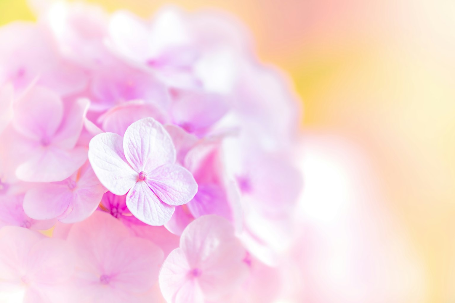 Nahaufnahme von zarten rosa Blumen mit weichen Blütenblättern