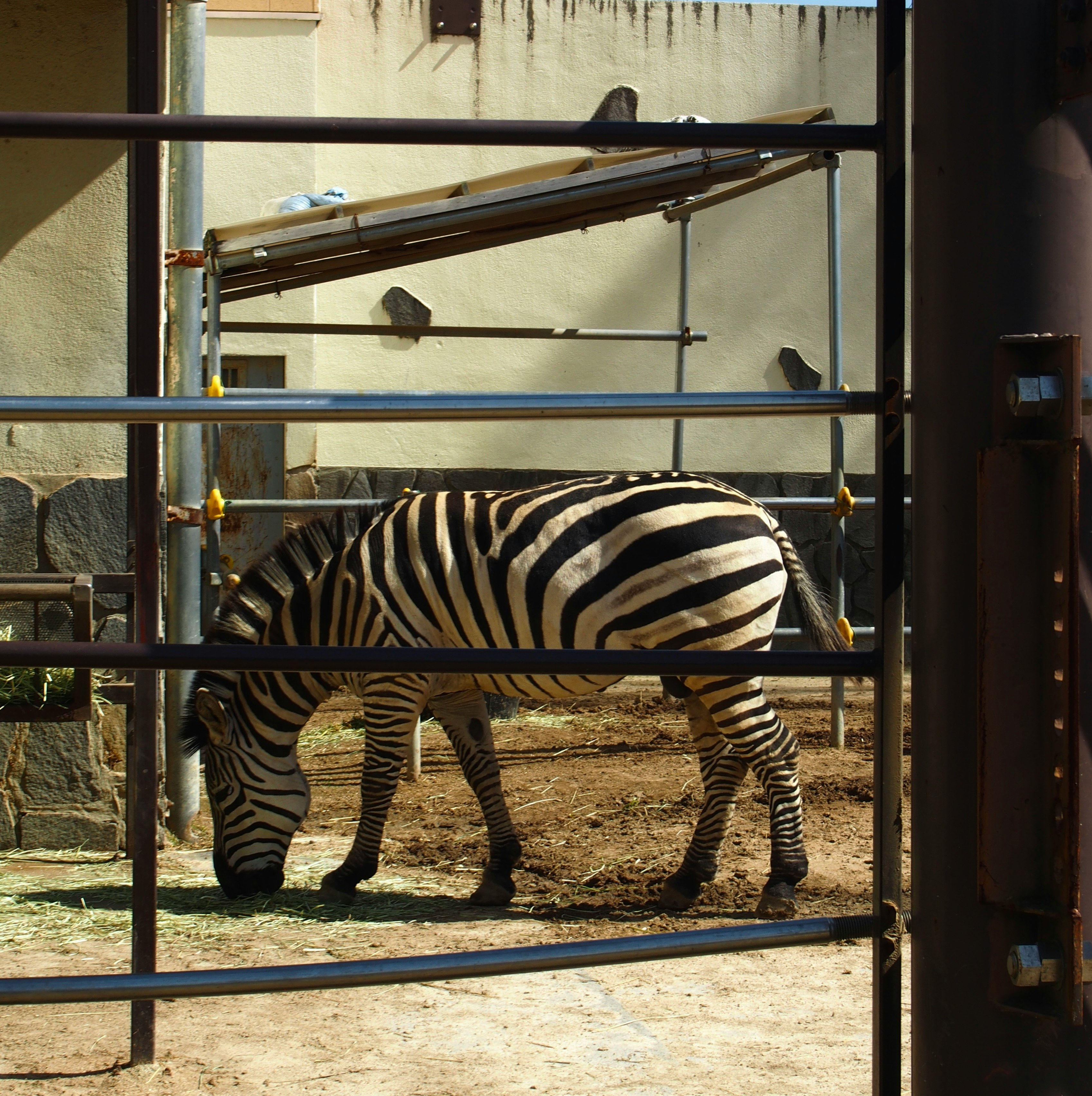 Zebra läuft in einem Außengehege