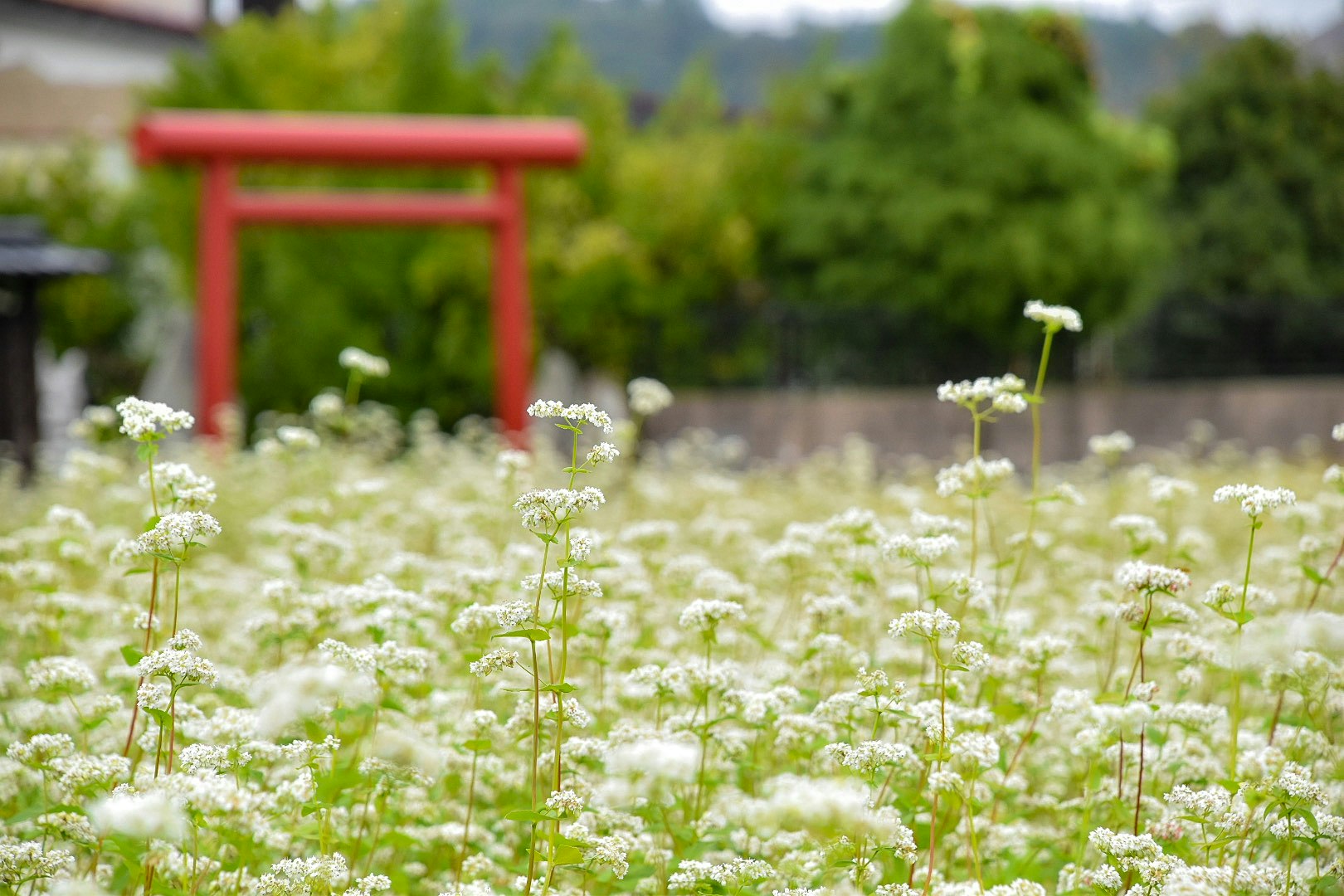 赤い鳥居のある花畑の風景