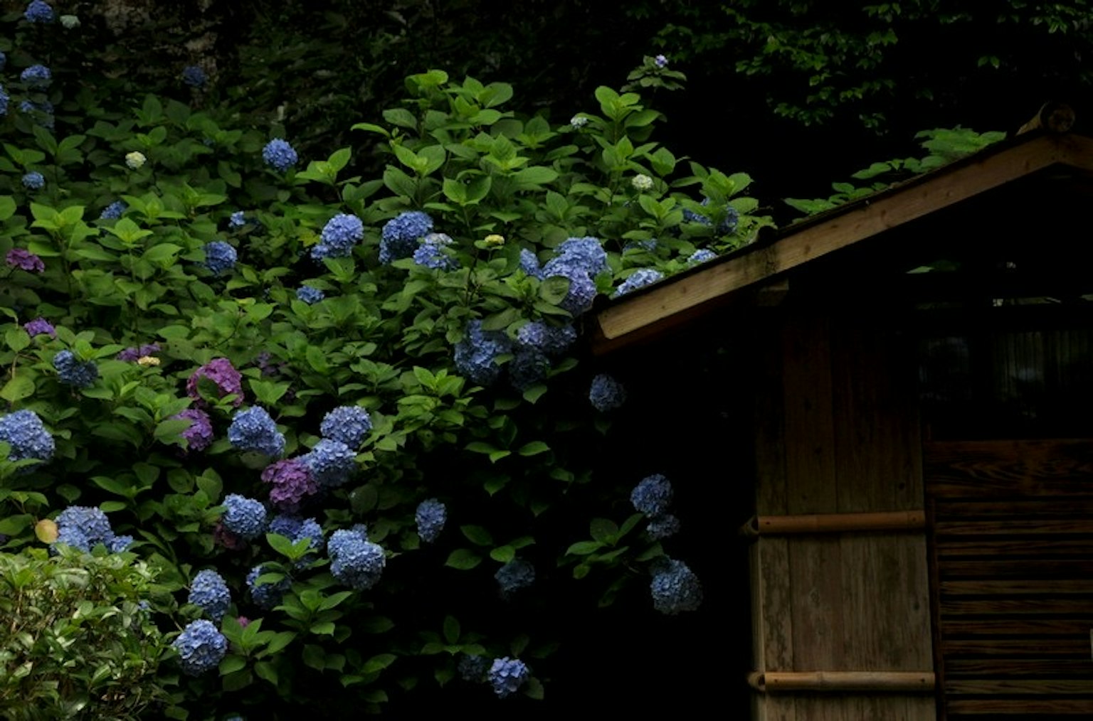 A quaint wooden shed surrounded by lush blue hydrangeas