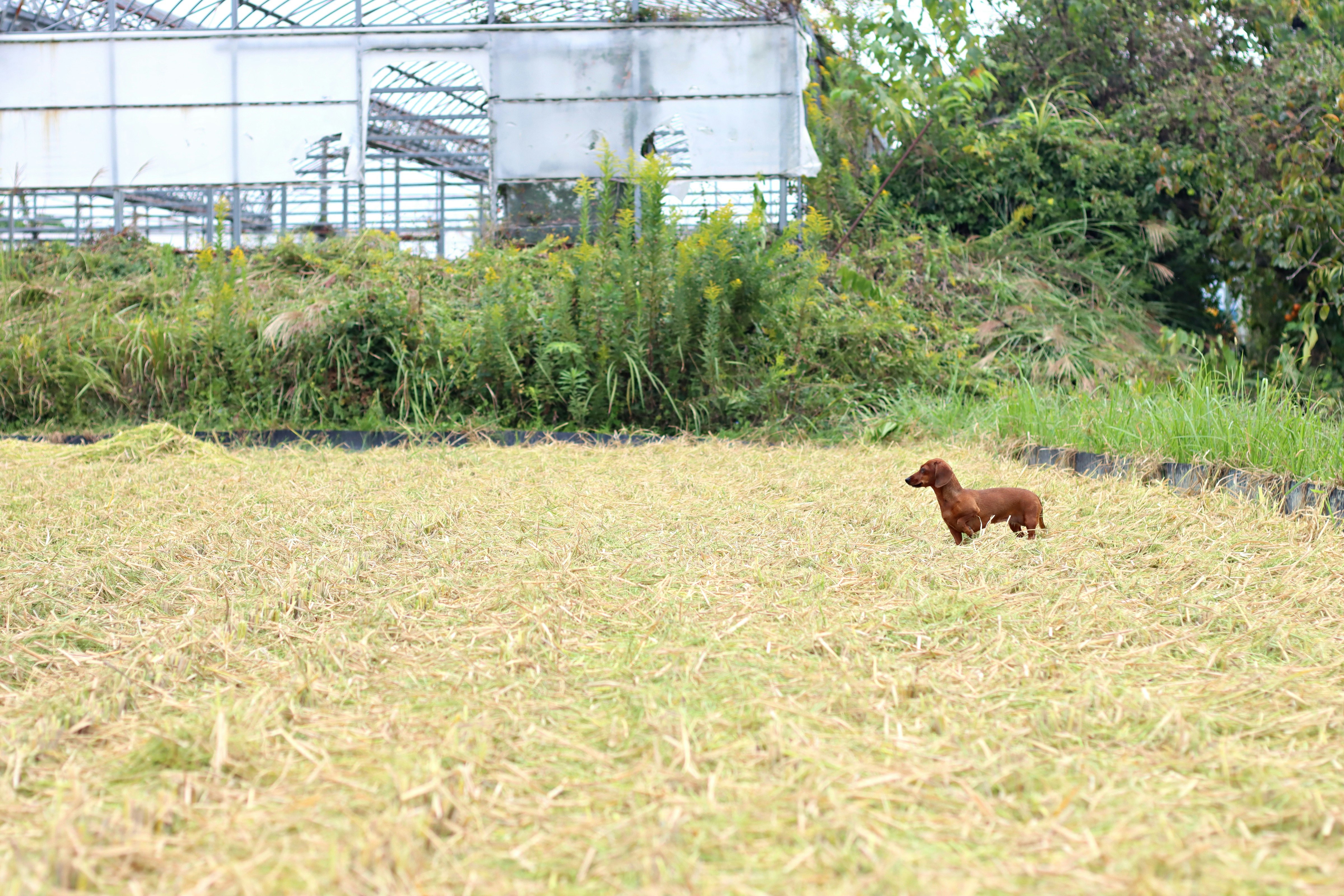 草地の中を歩く茶色い犬と温室のある農園の風景