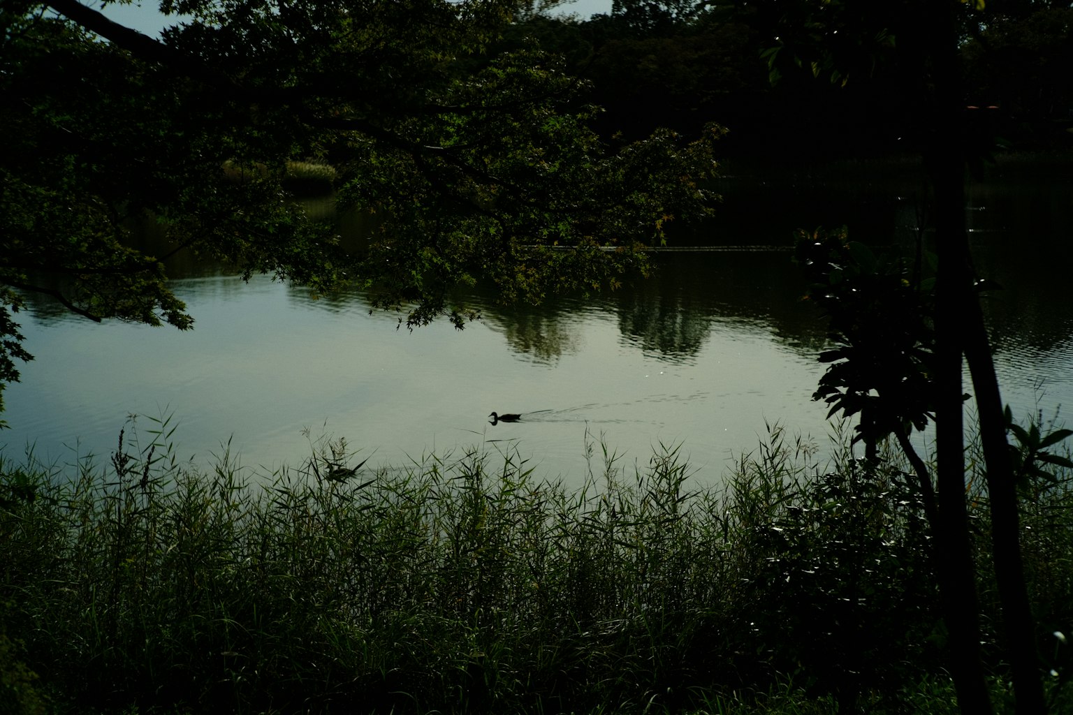 Un lago sereno con un animale che nuota e vegetazione lussureggiante circostante
