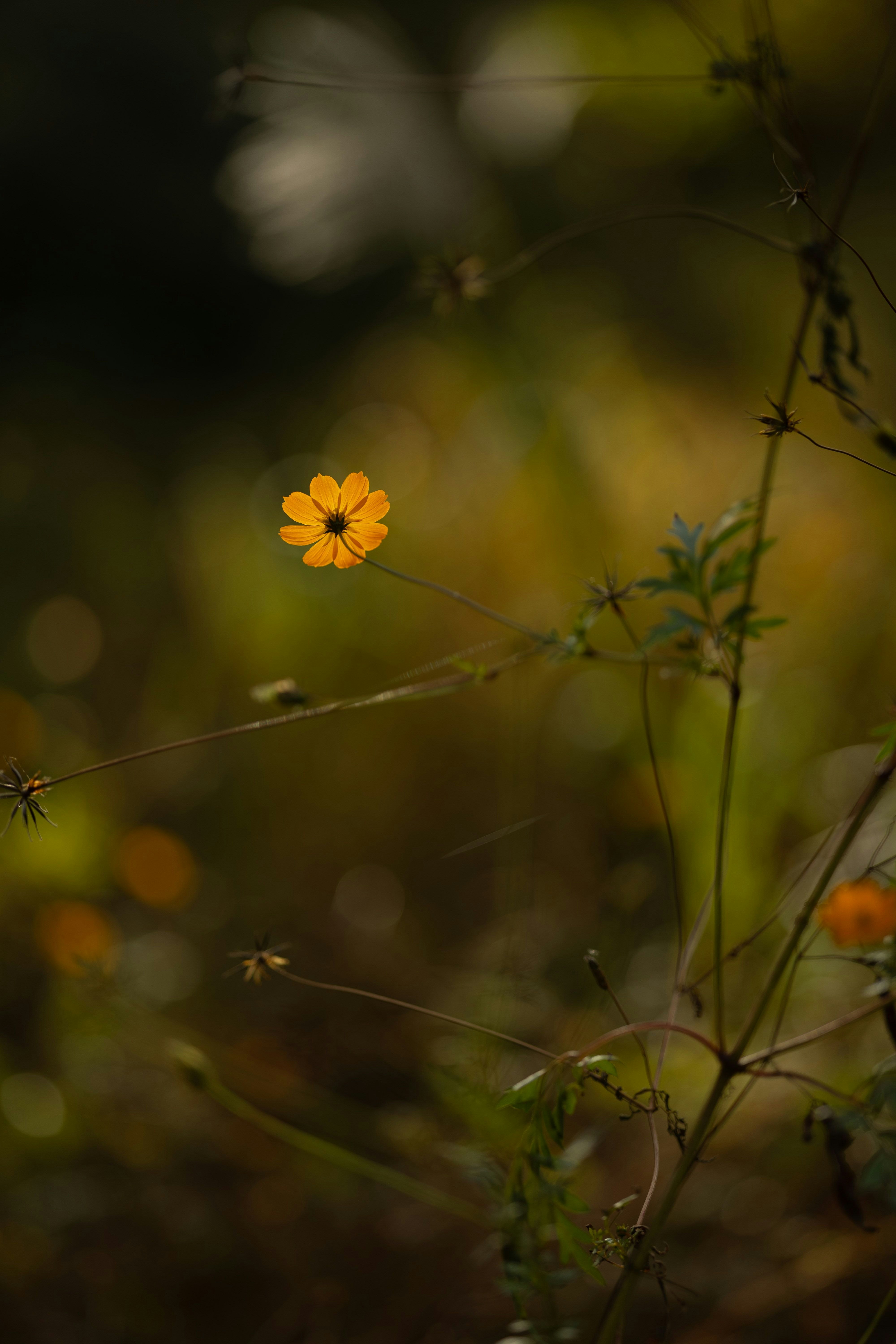 草むらの小さな黄色い花とボケた背景