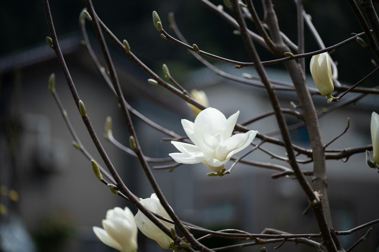Gros plan d'une branche fleurie avec des fleurs blanches maison floue en arrière-plan