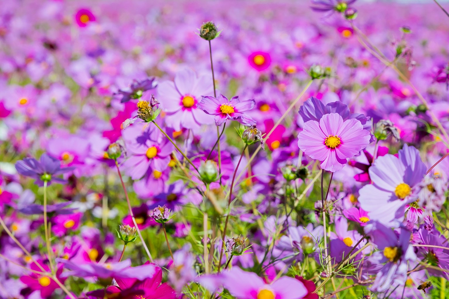 Gros plan sur un champ vibrant de fleurs cosmos violettes