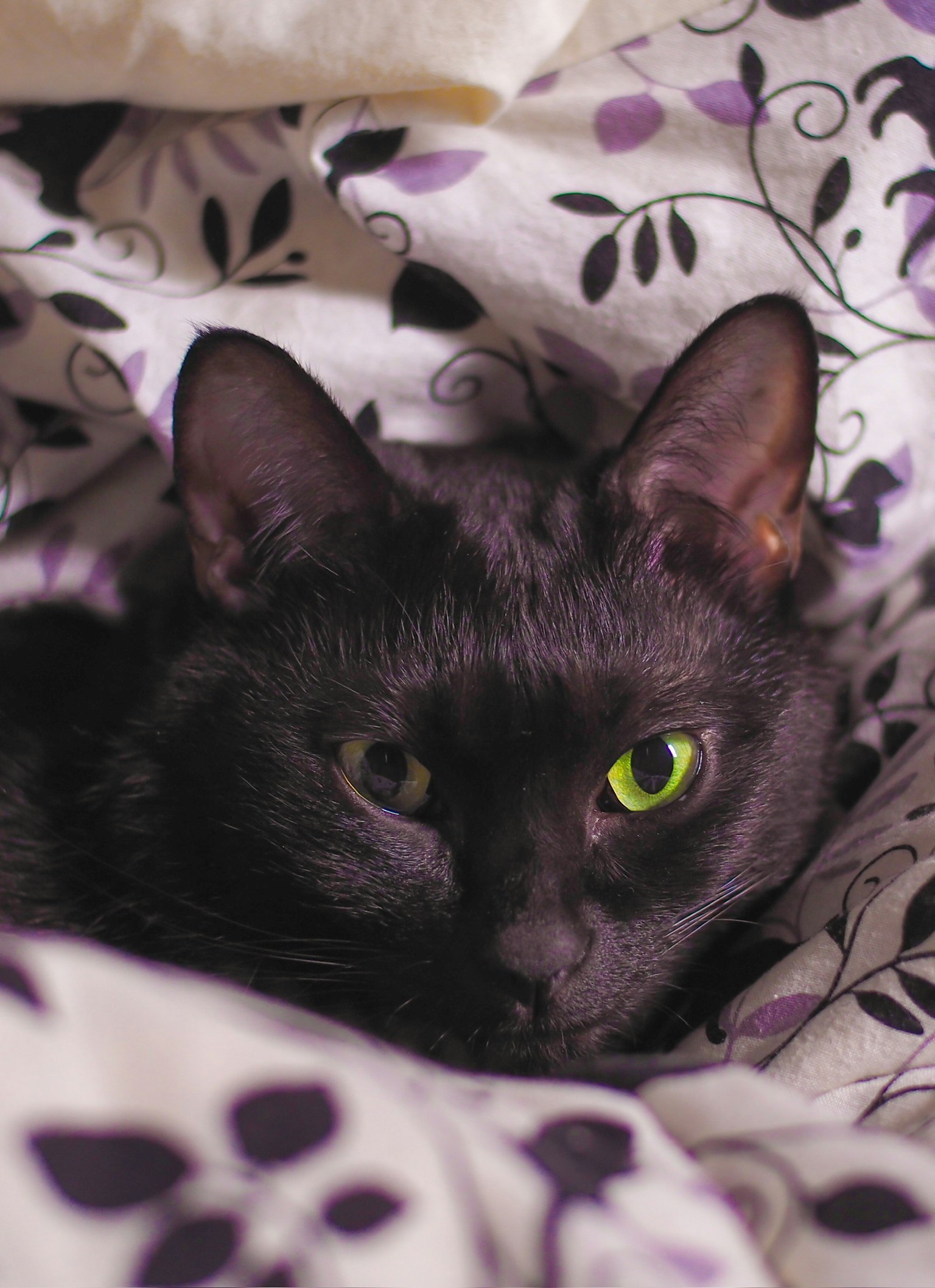 花柄の布団にくつろぐ黒猫のアップ