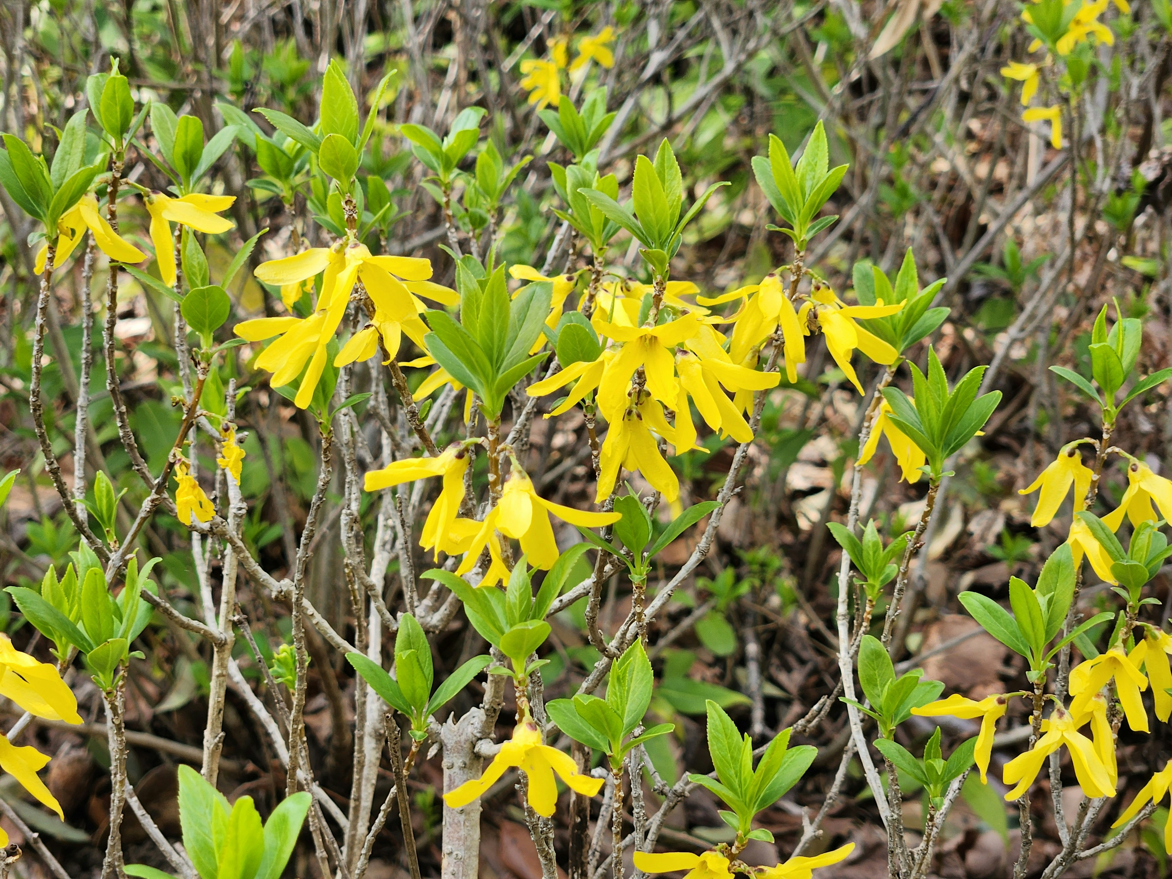 レンギョウの黄色い花が咲く春の花木の景色