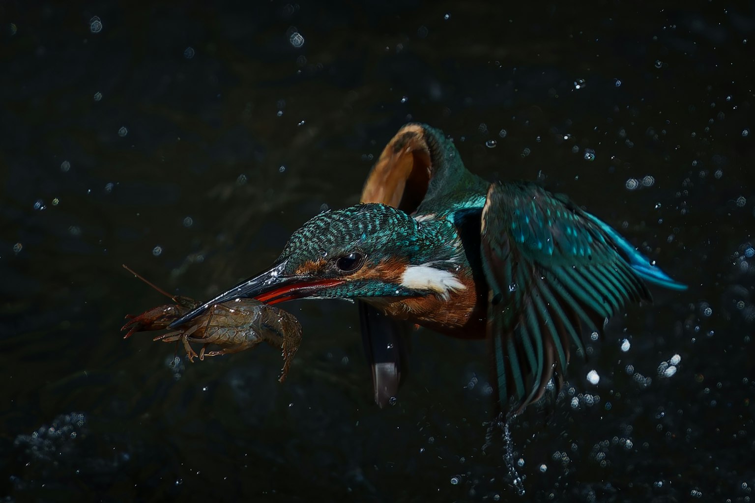 Un martin-pêcheur coloré attrapant une proie dans l'eau