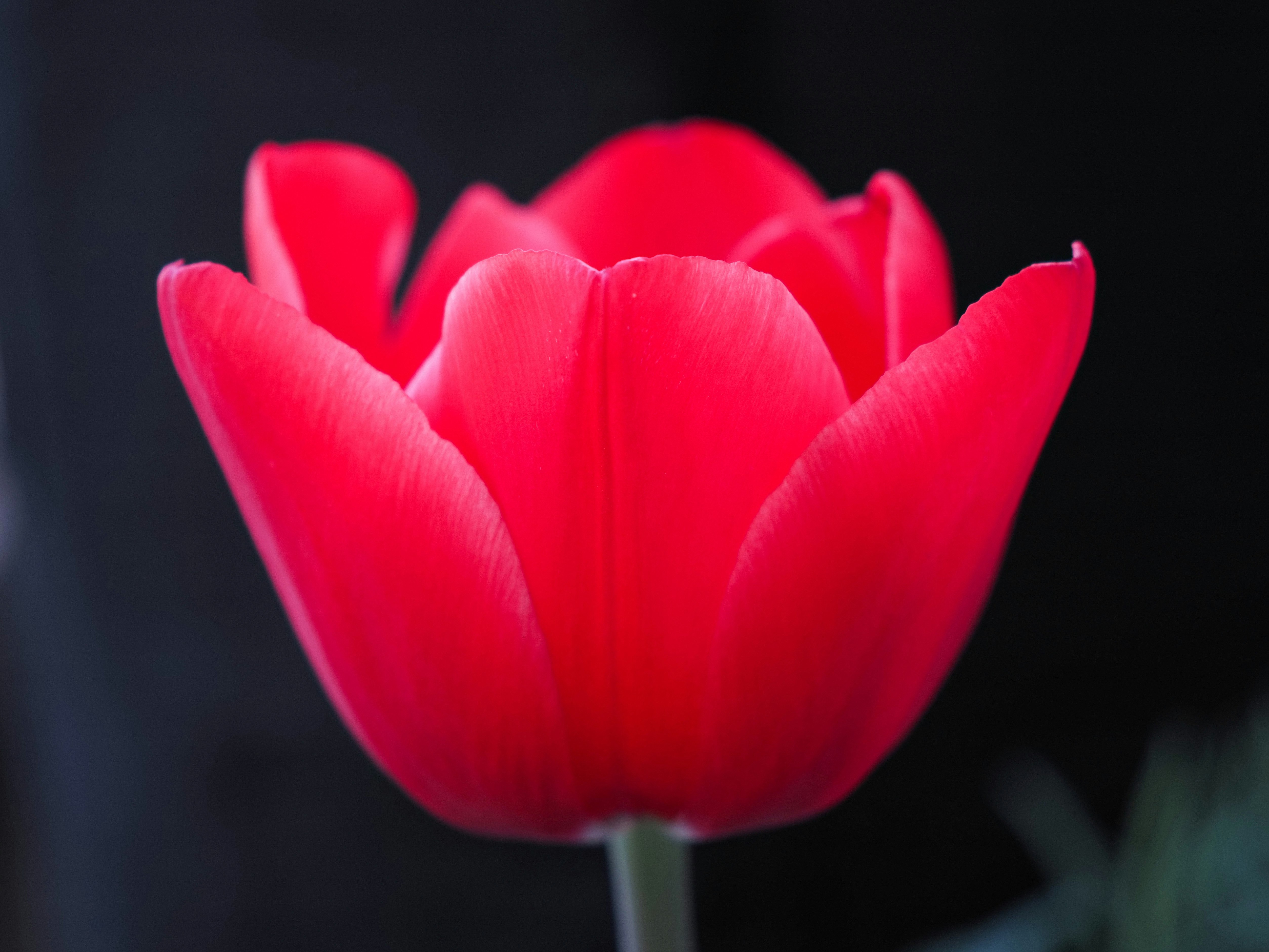 Tulipe rouge en pleine floraison, texture douce des pétales