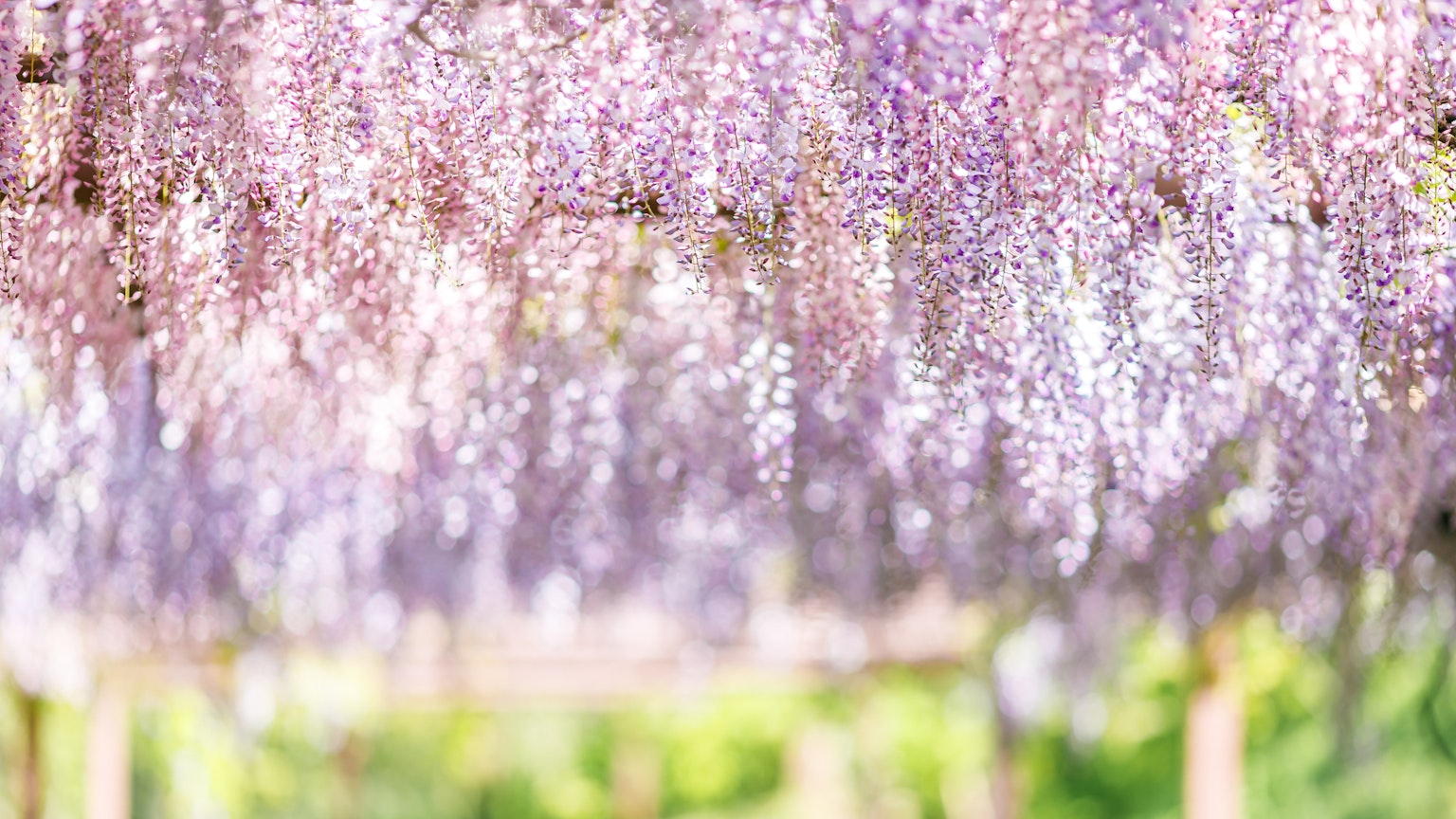 Hermosa escena de flores de glicinia moradas colgantes