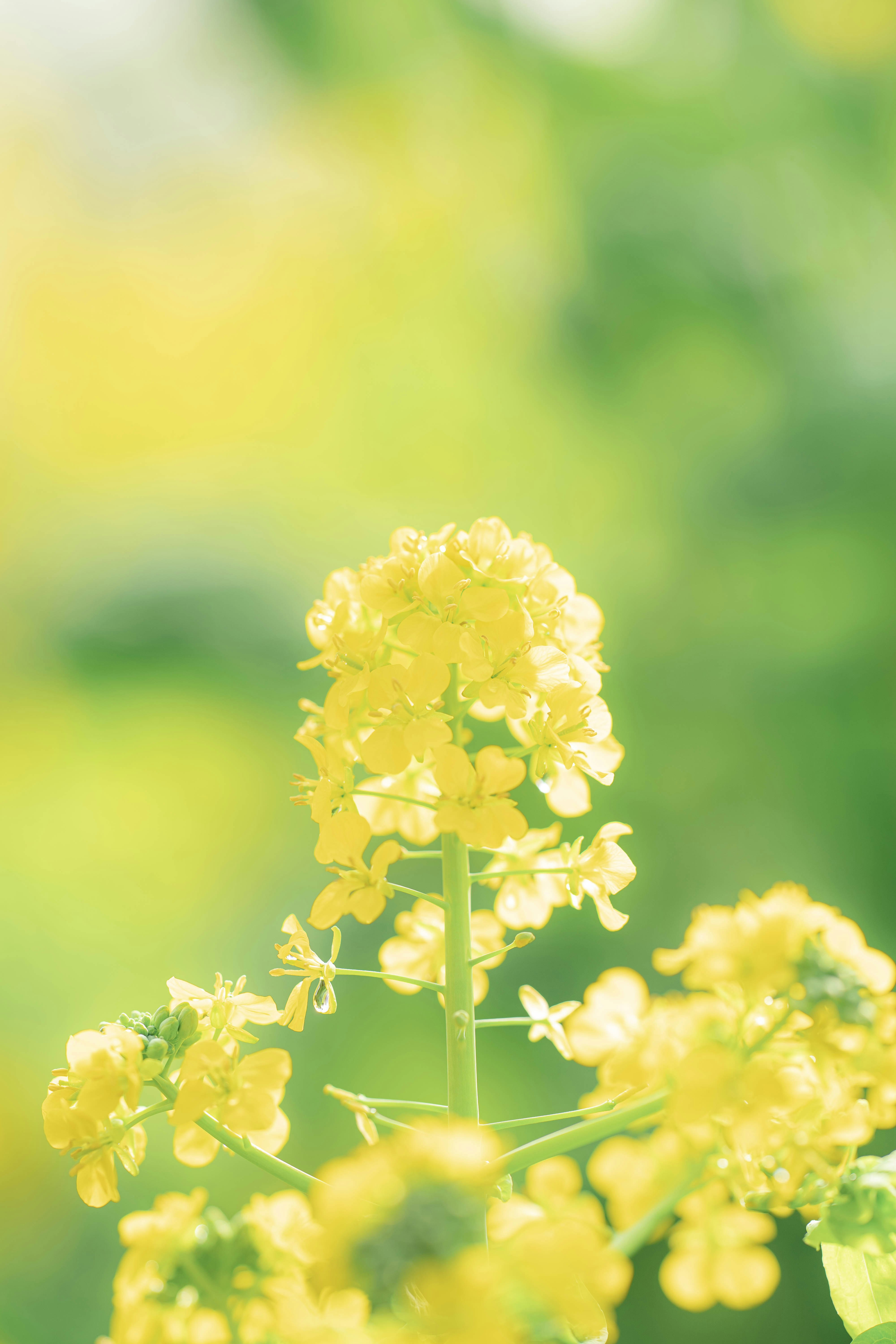 光に溶ける菜の花の花穂