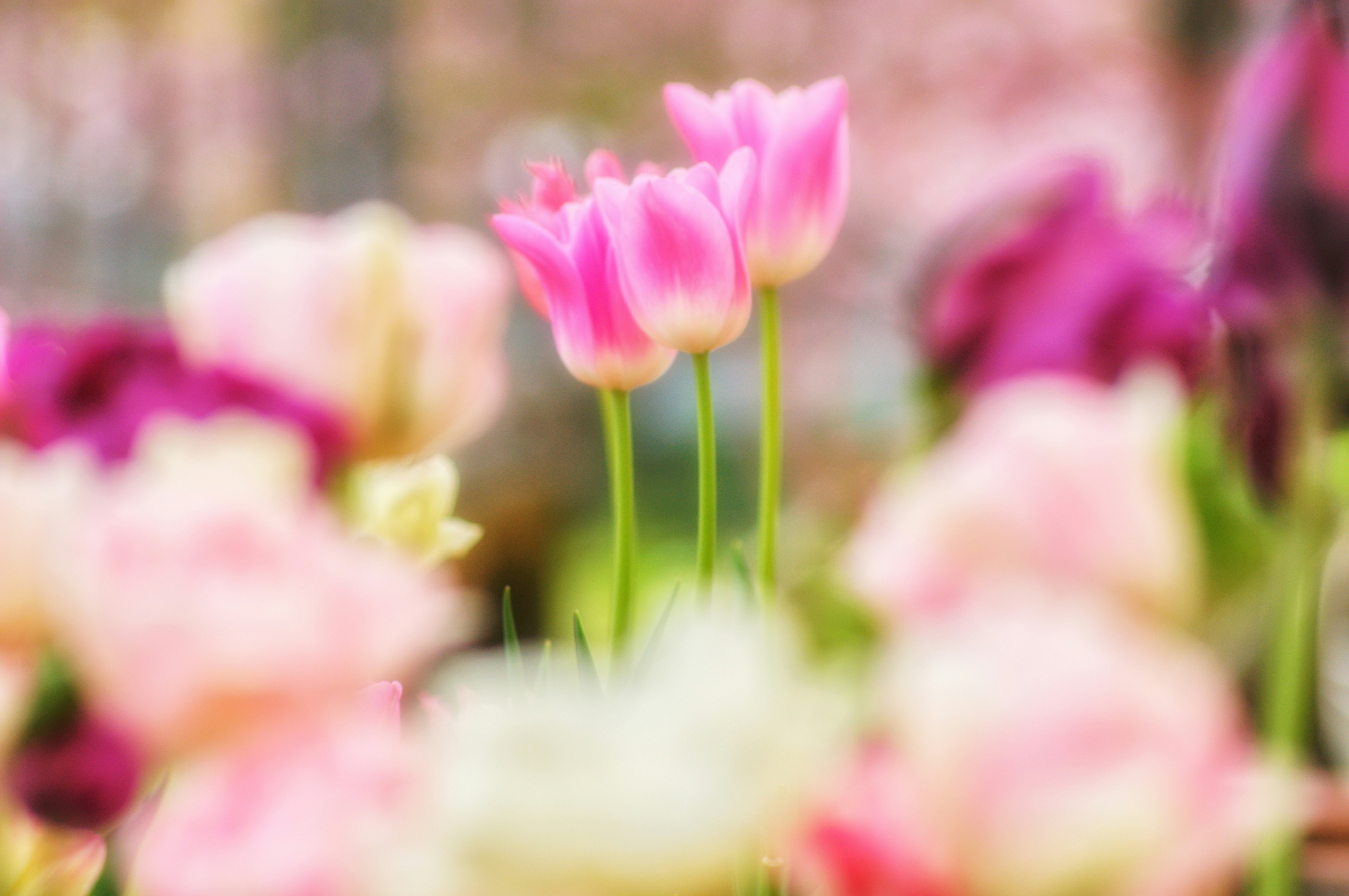 vista bokeh di tulipani primaverili in fiore
