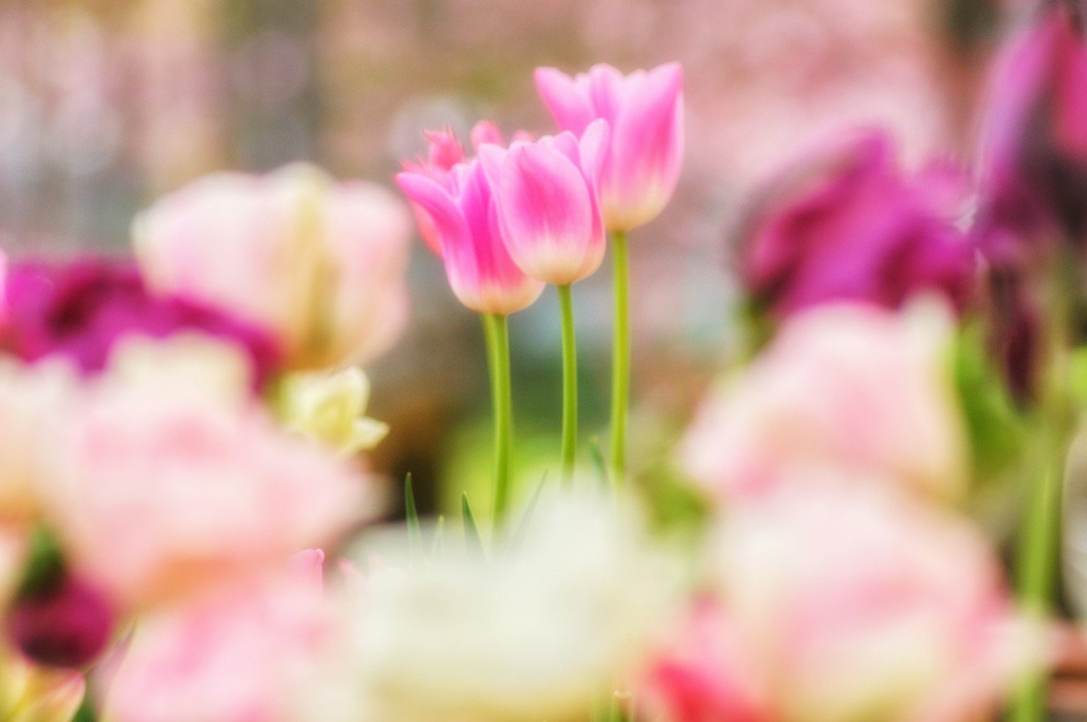 Pemandangan kebun bunga yang kabur dengan tulip pink yang menonjol