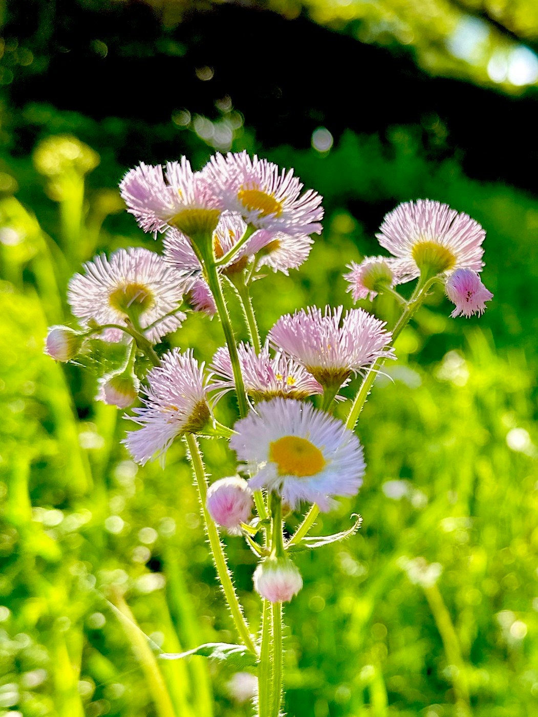 fiori rosa e bianchi in fiore in un campo d’erba verde