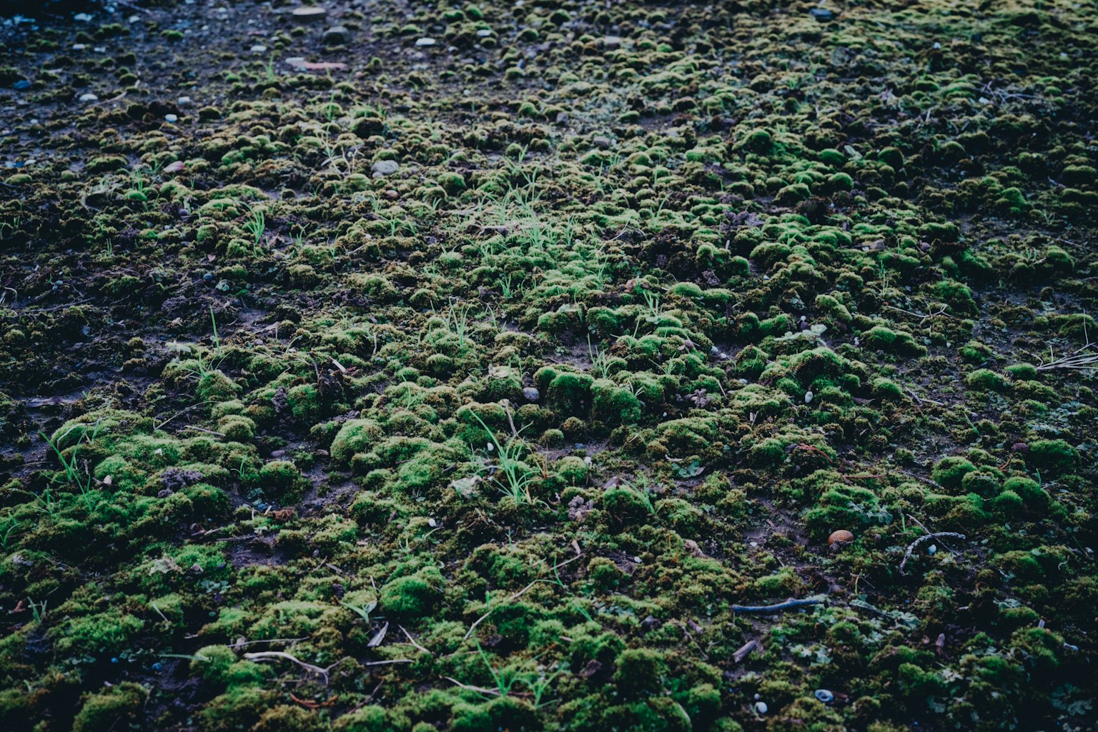 Primer plano del suelo cubierto de musgo verde