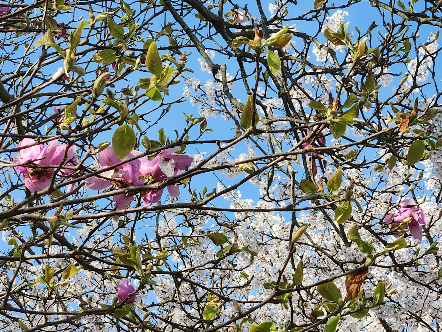 Rami con fiori rosa e bianchi contro un cielo blu