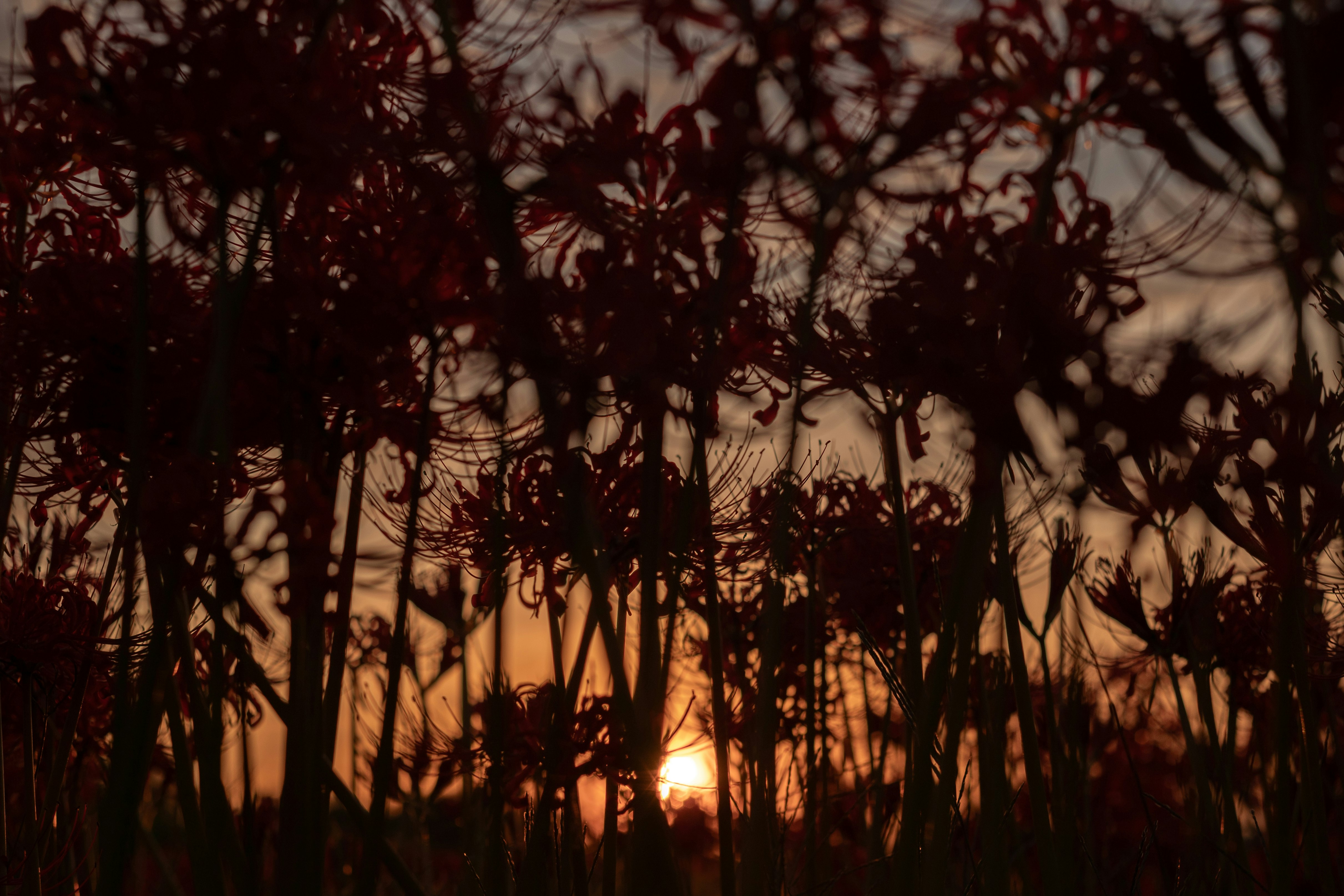 夕暮れの木々のシルエットと差し込む光の森の風景