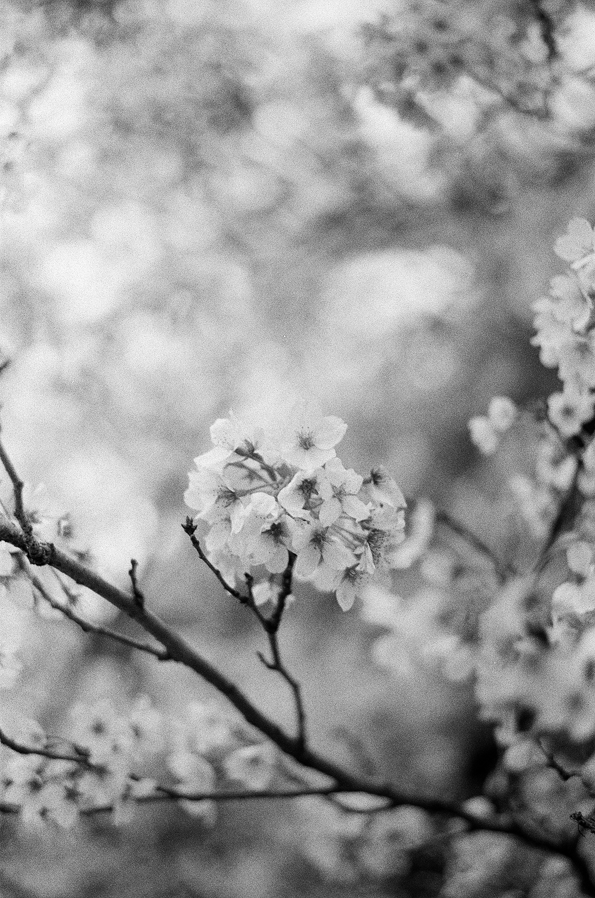 桜の花が枝に咲くぼけた春の背景