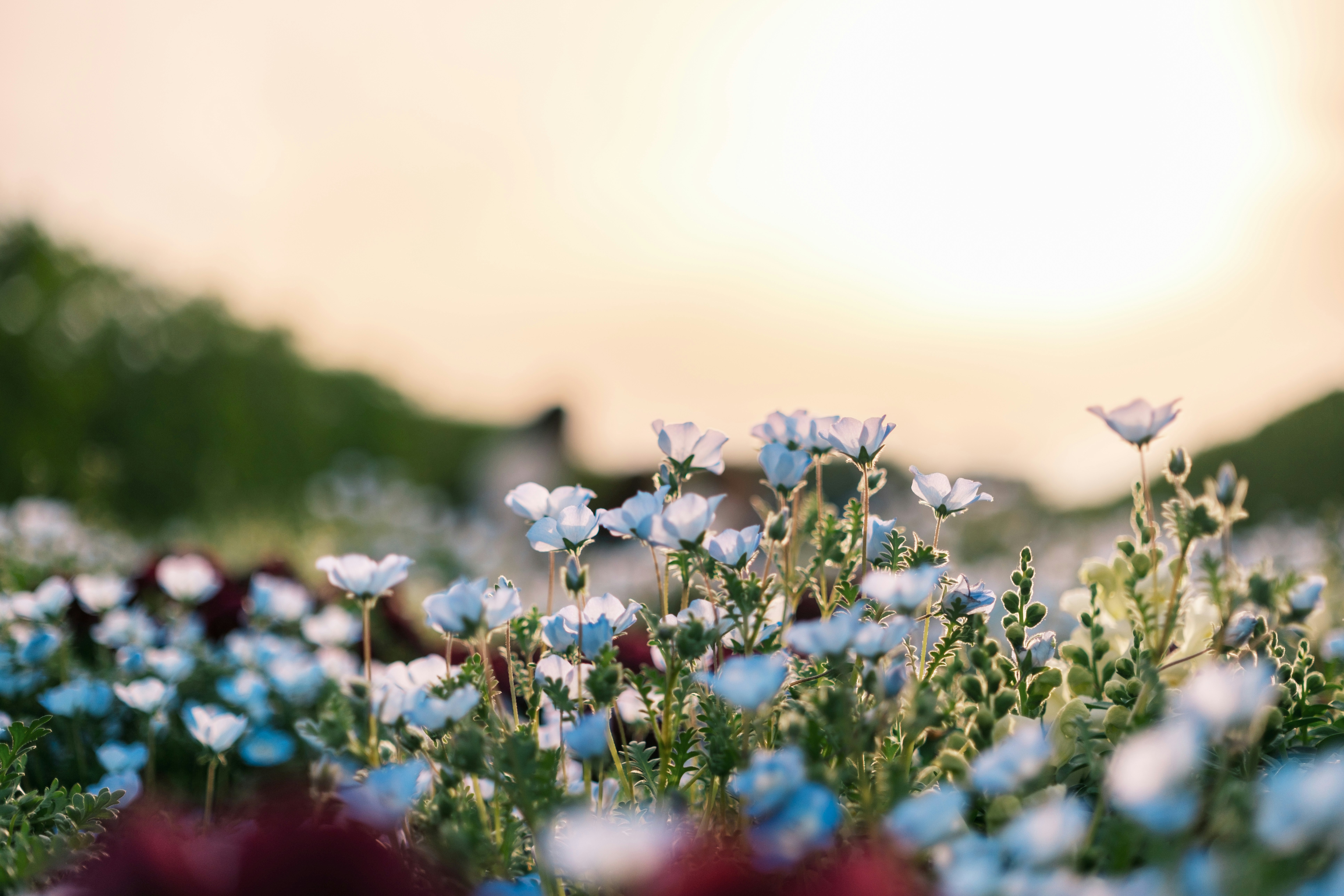 夕暮れの花畑で咲く青い花の群れ