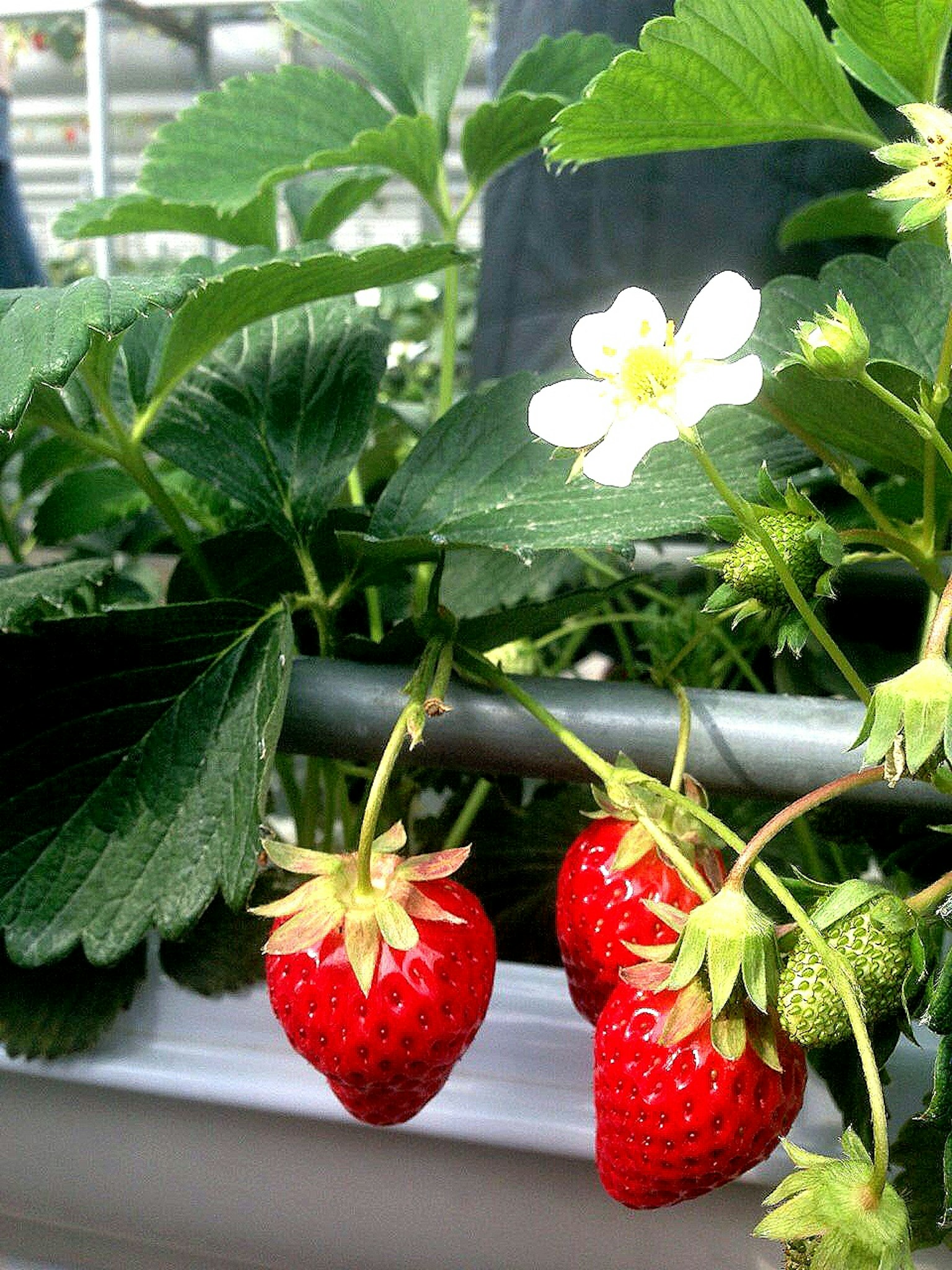 ภาพของต้นสตรอว์เบอร์รีพร้อมดอกไม้สีขาว สตรอว์เบอร์รีสีแดงสองลูกและใบสีเขียว