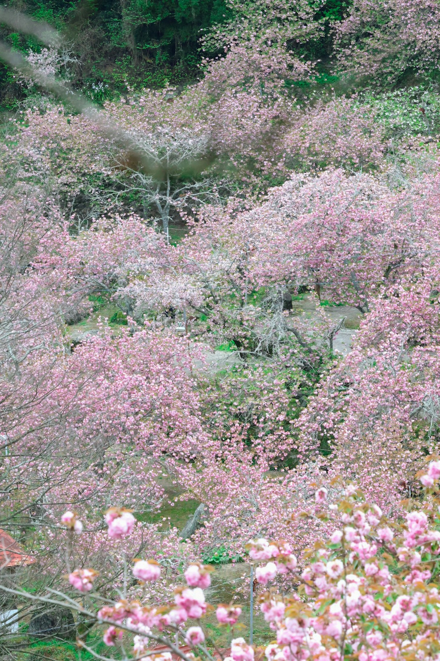 盛开的樱花树美丽的风景