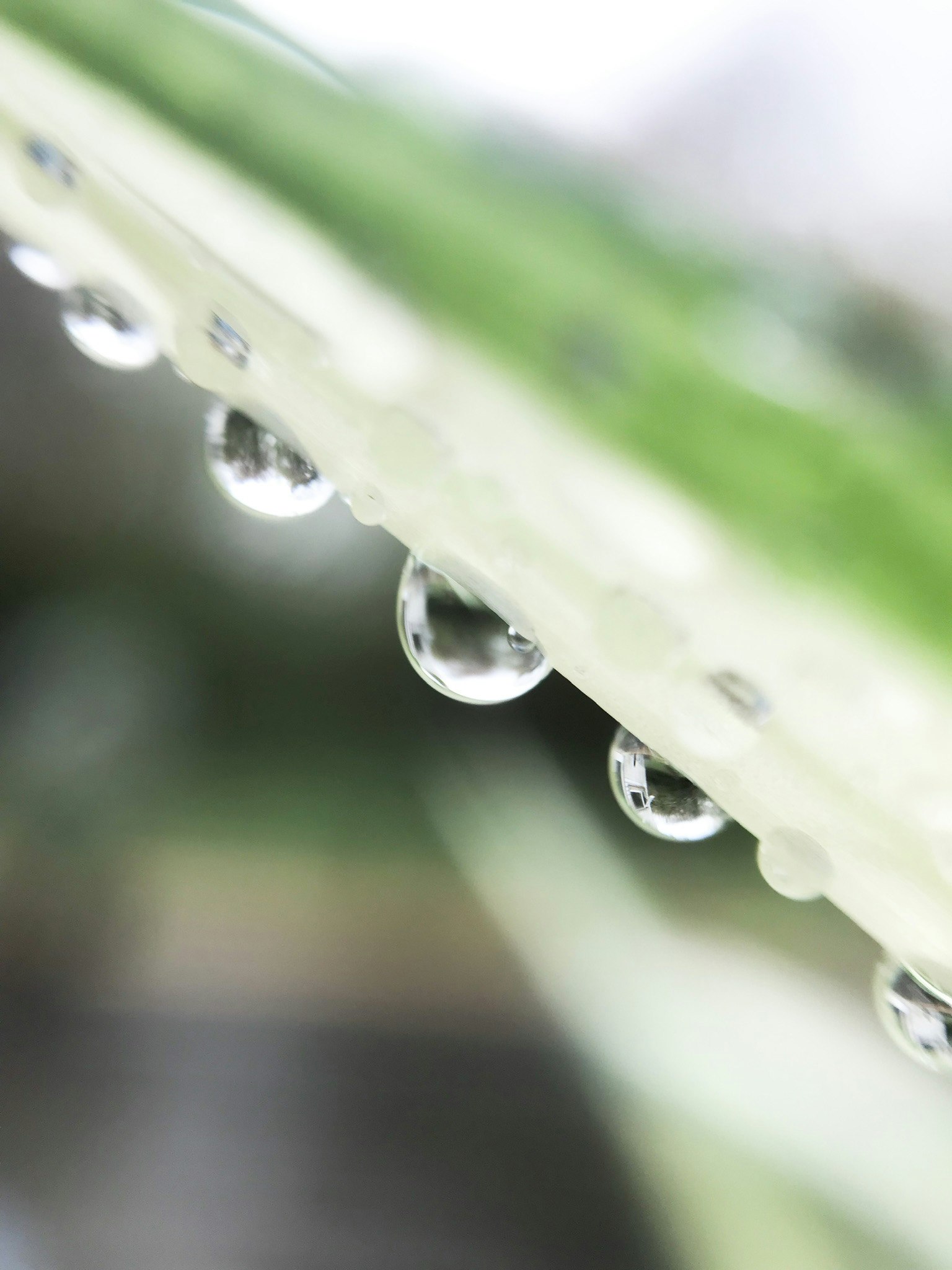 雨上がりの水滴が付いた葉のクローズアップ