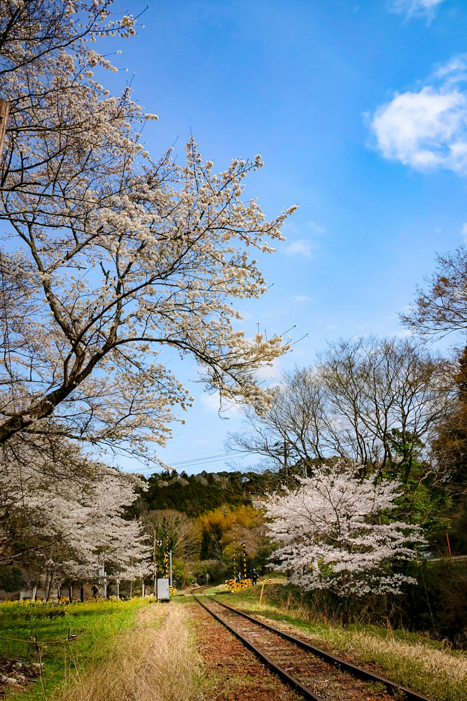 Pemandangan pohon sakura di sepanjang rel kereta dengan langit biru dan awan putih