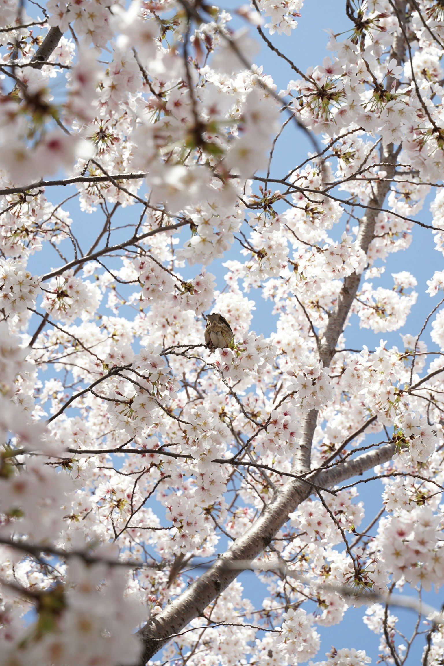 Un uccello posato tra i fiori di ciliegio sotto un cielo blu chiaro