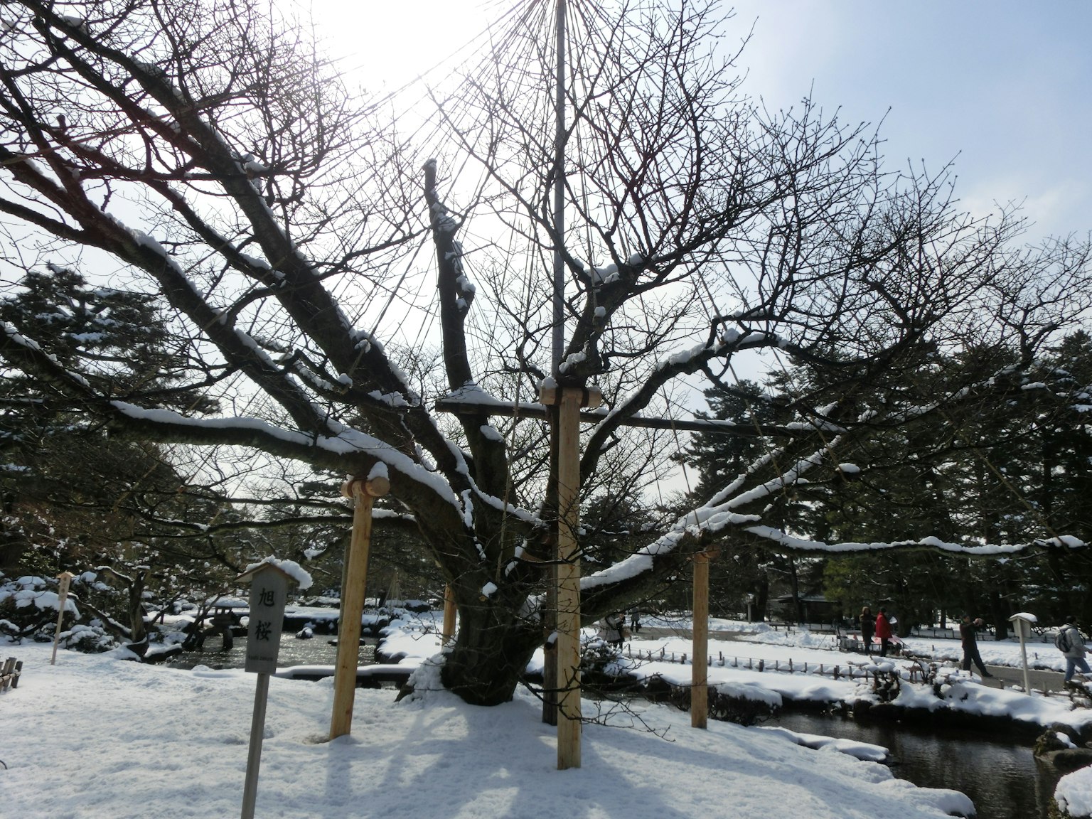 Árbol grande cubierto de nieve con paisaje circundante