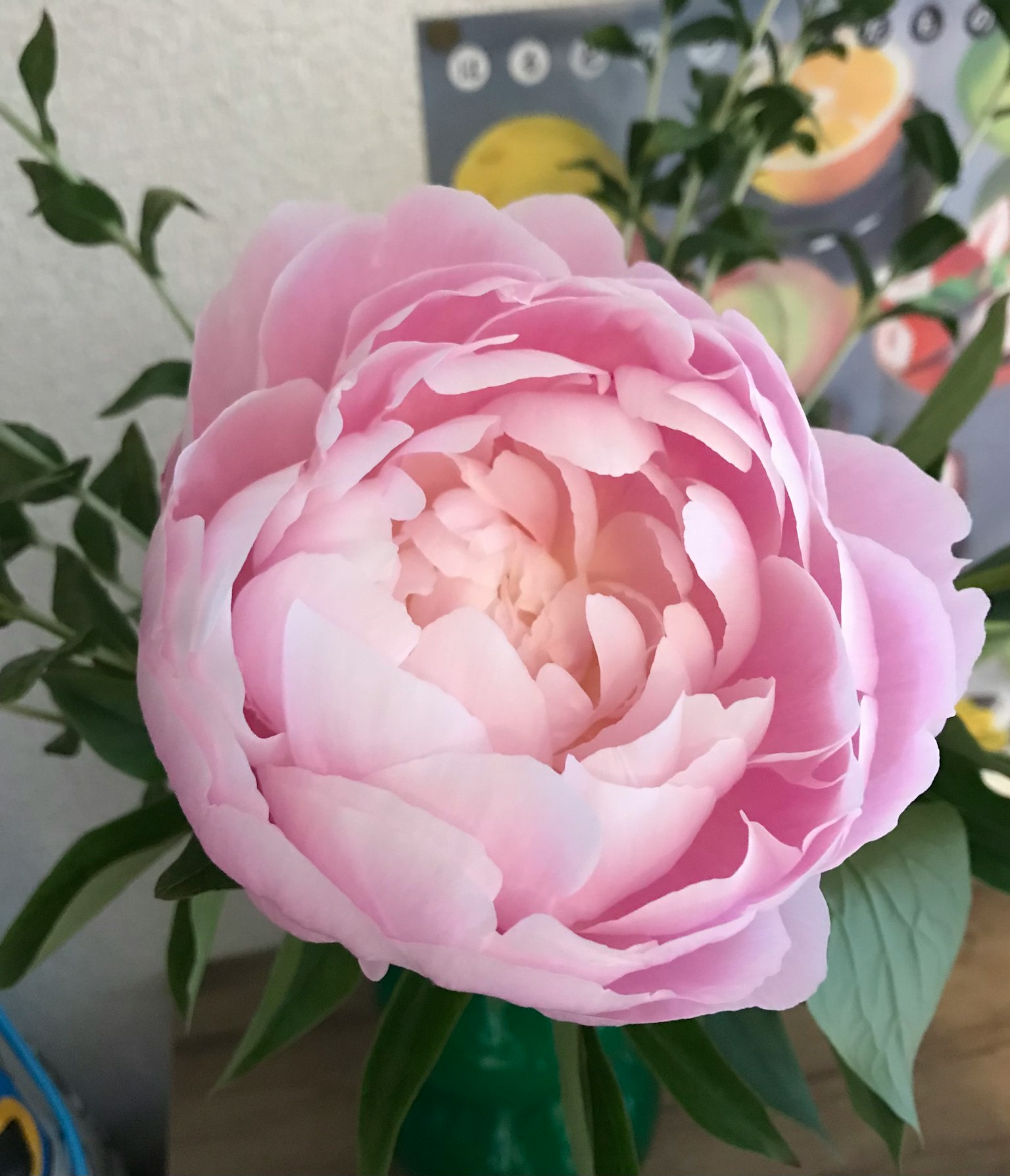 Large pink peony flower with green leaves