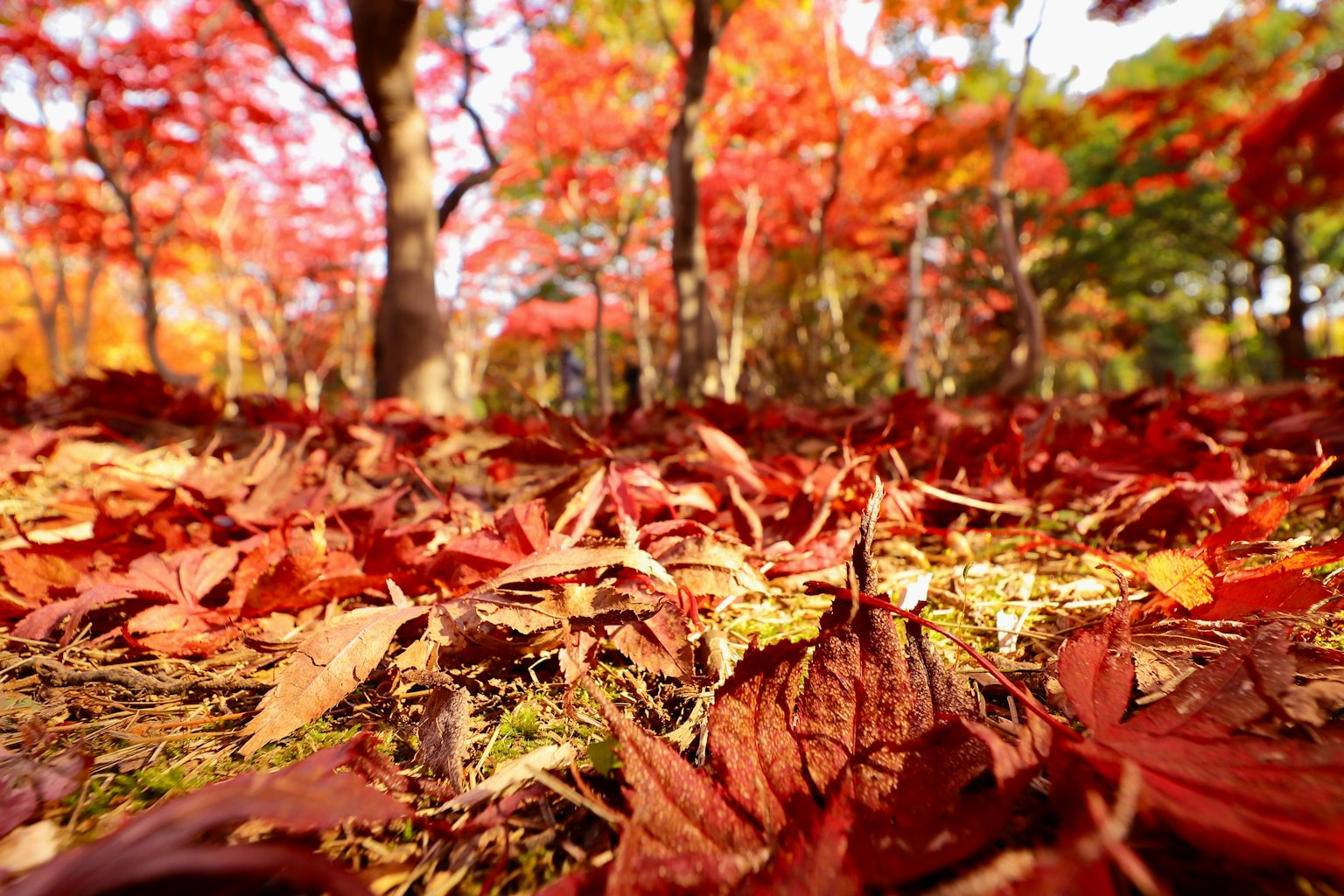 Sol recouvert de feuilles rouges dans une forêt d'automne