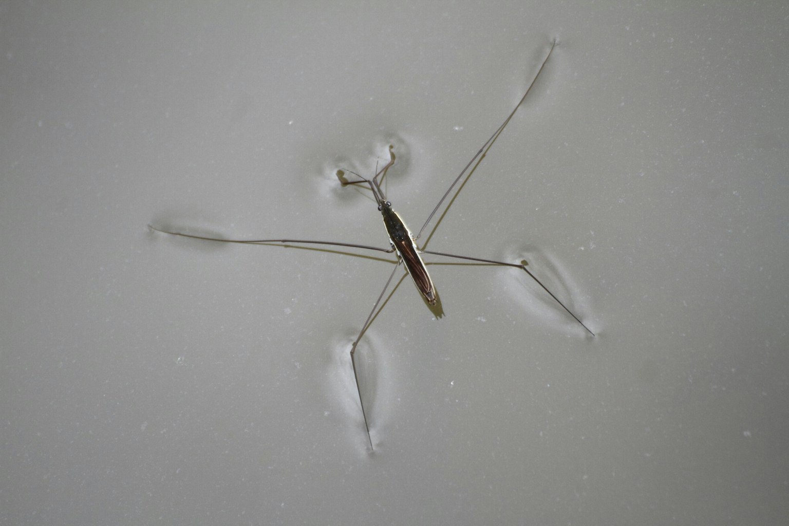 一个用雪做的雪人形状和一个金属勺子
