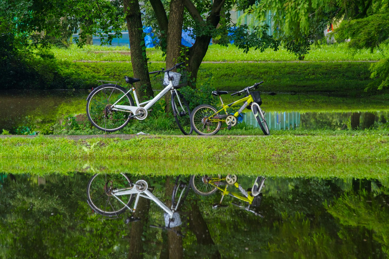 Một chiếc xe đạp trắng và một chiếc xe đạp vàng nằm trên cỏ xanh với hình phản chiếu trong ao