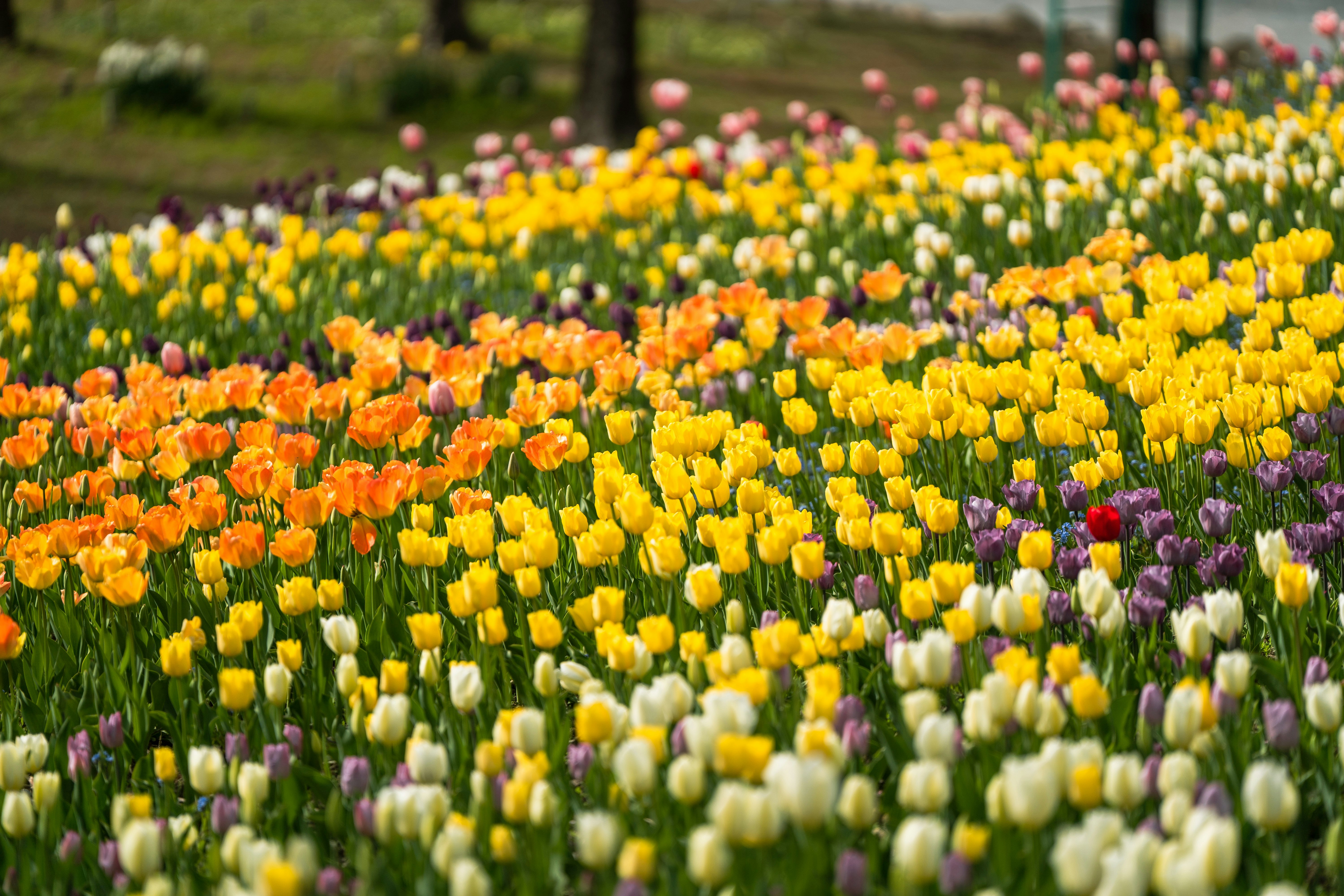 aiuola di tulipani colorati in piena fioritura