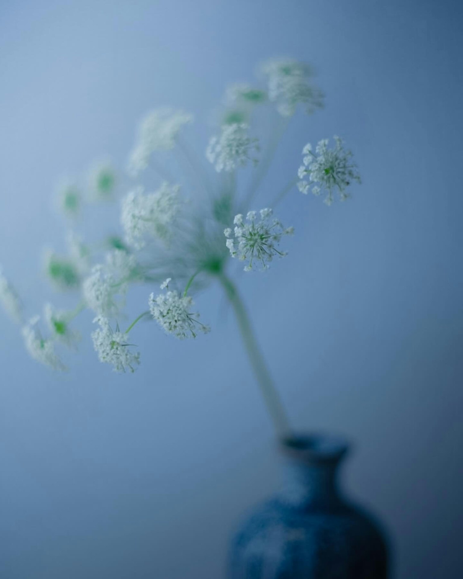 Un vase bleu avec des fleurs blanches sur un fond bleu doux