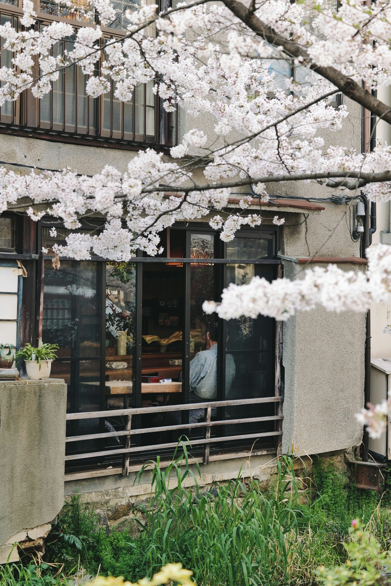 Exterior view of a building with cherry blossoms and garden