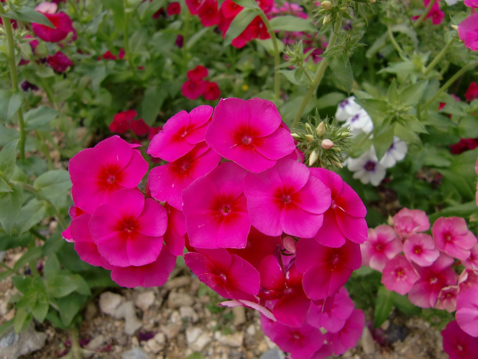 Lebhafte rosa Blumen gruppiert in einem schönen Garten