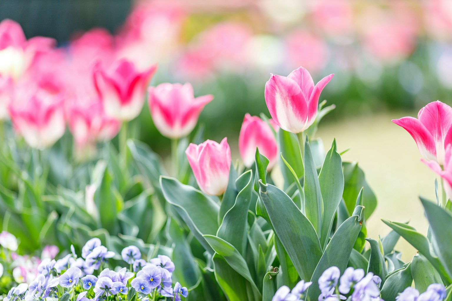 A vibrant garden scene with pink tulips and purple pansies in bloom