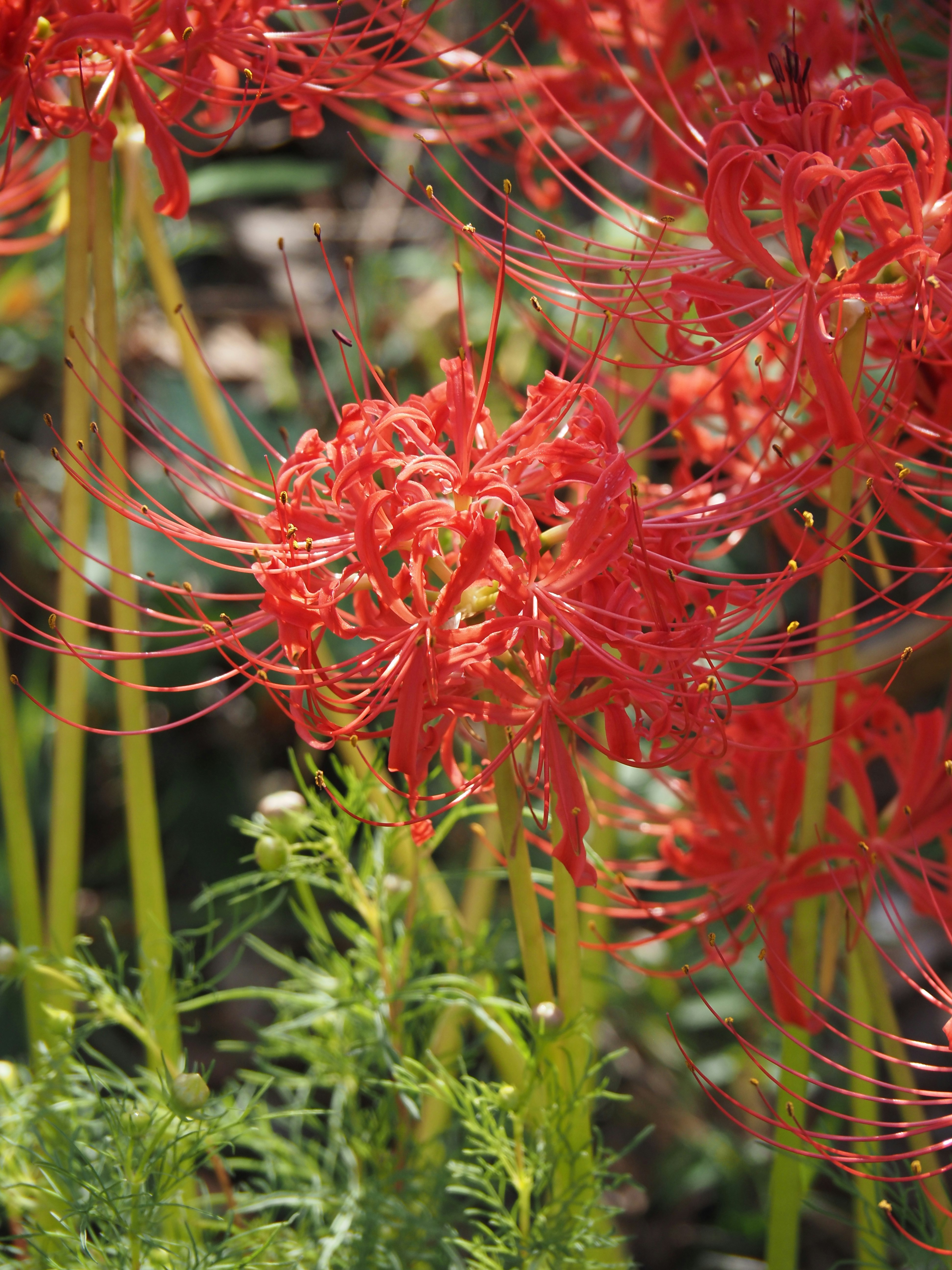 赤い彼岸花（曼珠沙華）と細い糸状の花弁が群生する秋の花