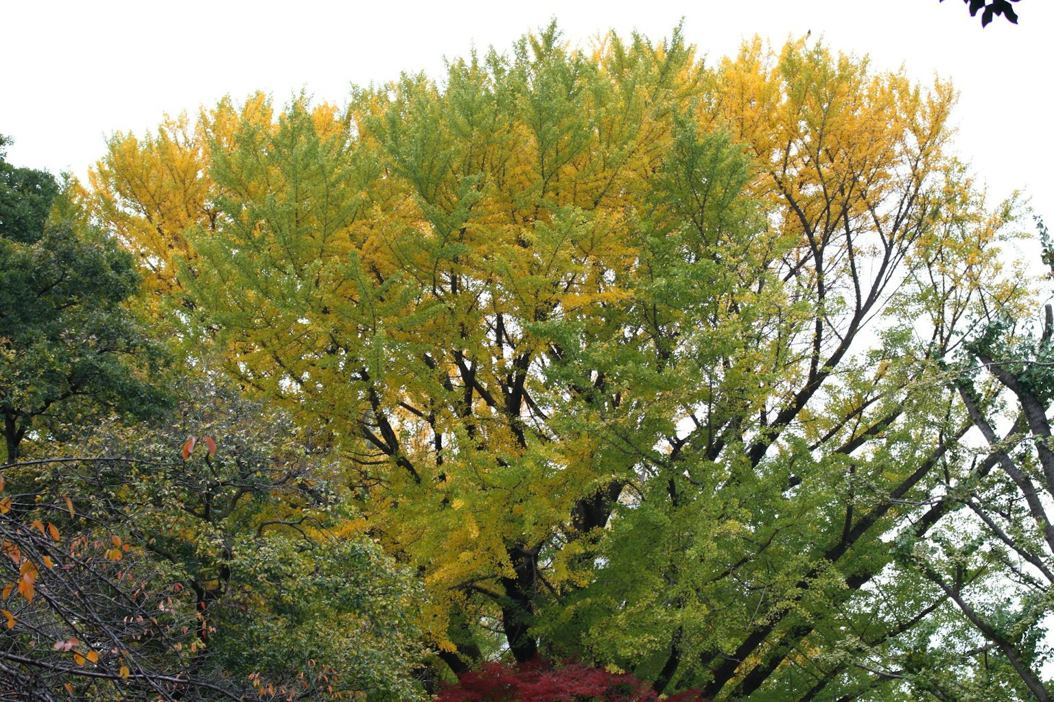 Albero grande con colori autunnali e foglie gialle vivaci