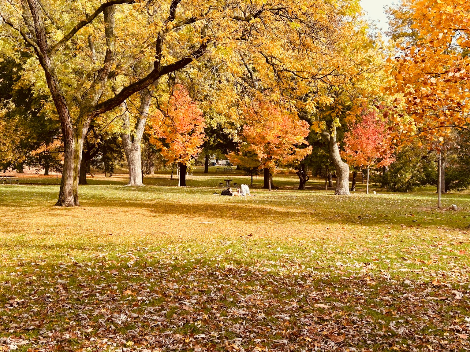 Herbstpark mit bunten Bäumen und gefallenen Blättern
