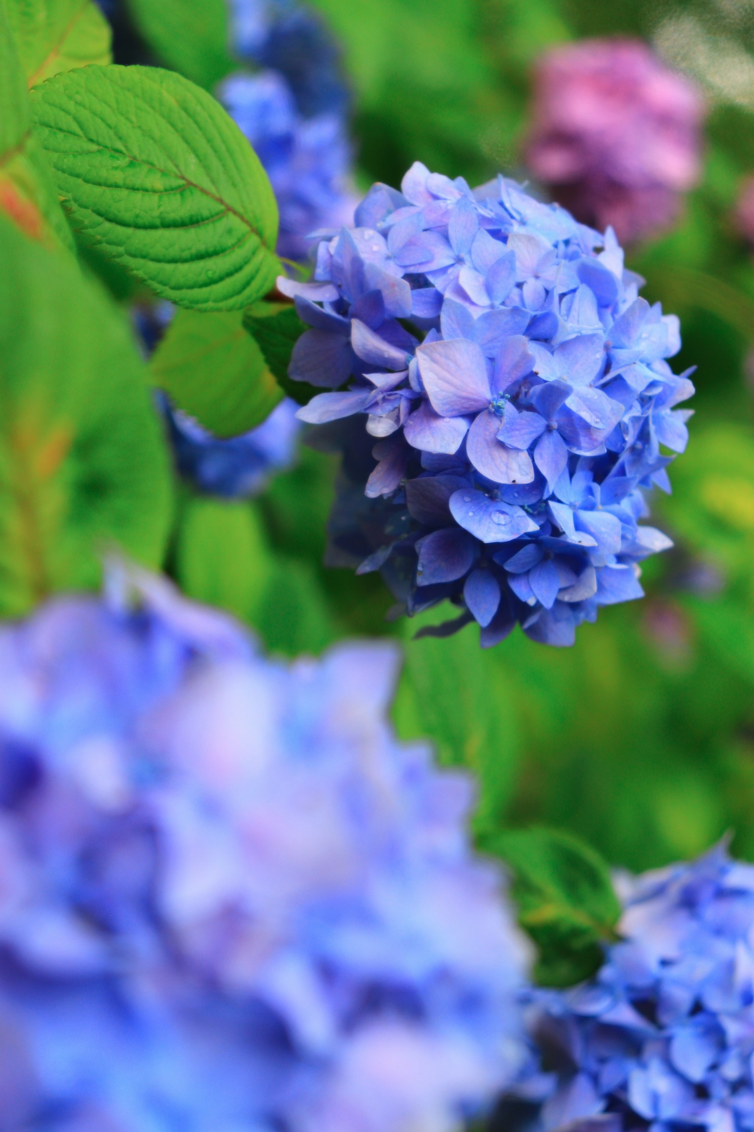Blaue Hortensienblüten blühen vor einem grünen Hintergrund