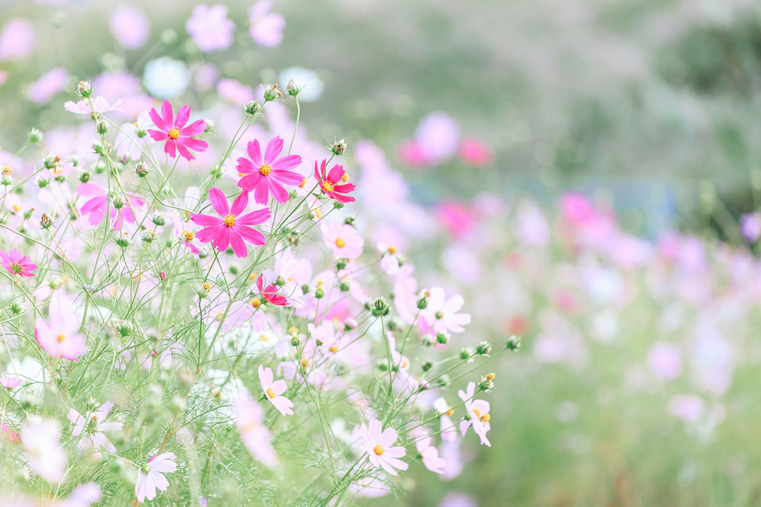 Arrière-plan doux de fleurs en pleine floraison de couleurs variées