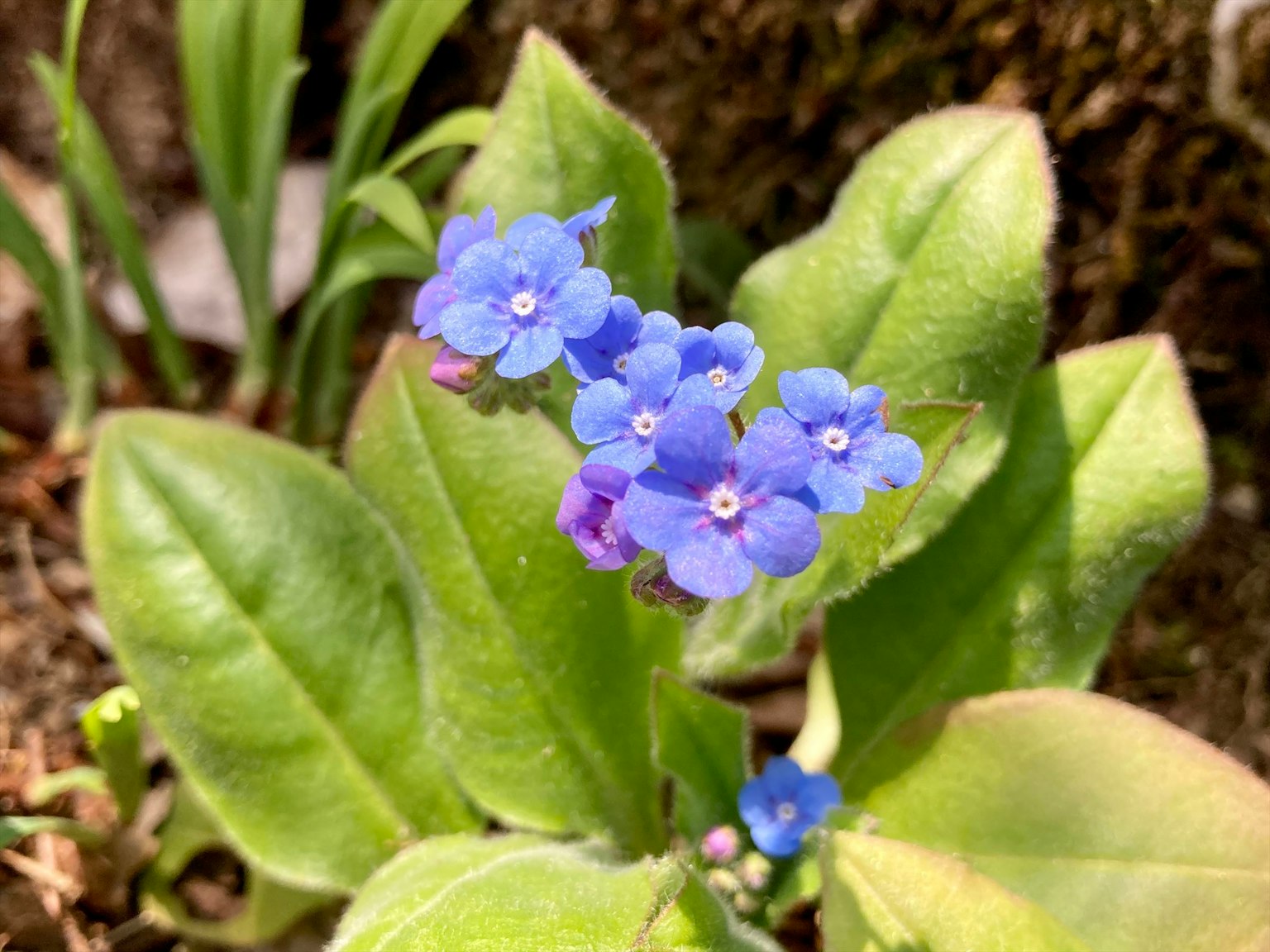 带有蓝色花朵和绿色叶子的植物