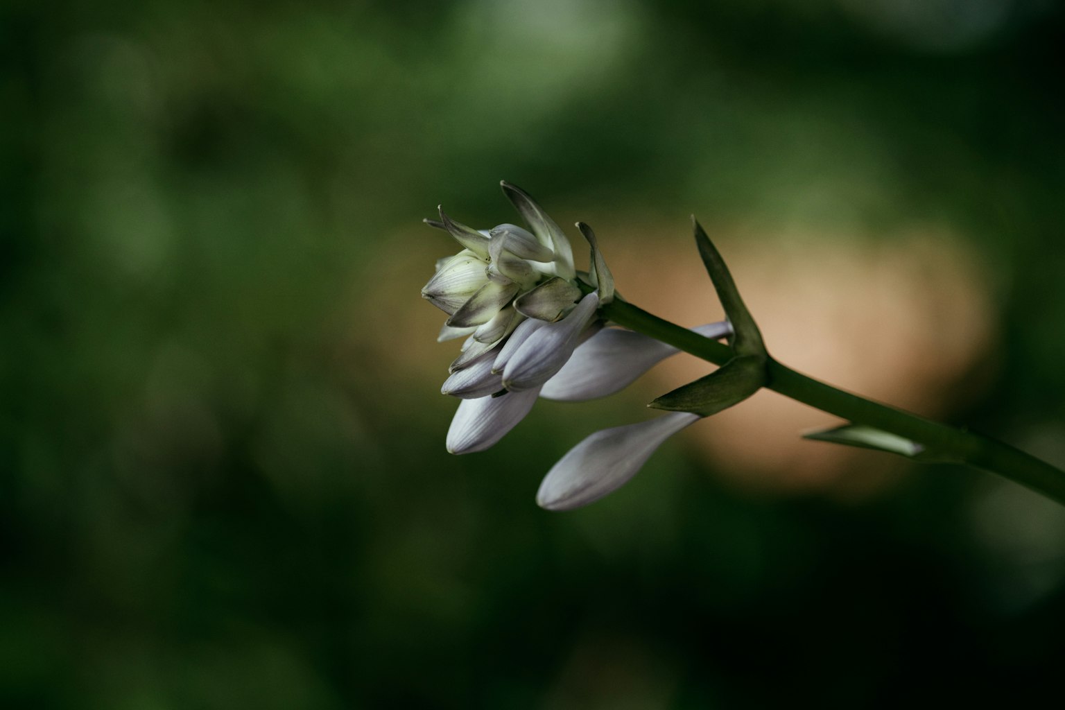 ภาพถ่ายระยะใกล้ของพืชที่มีดอกไม้สีอ่อน